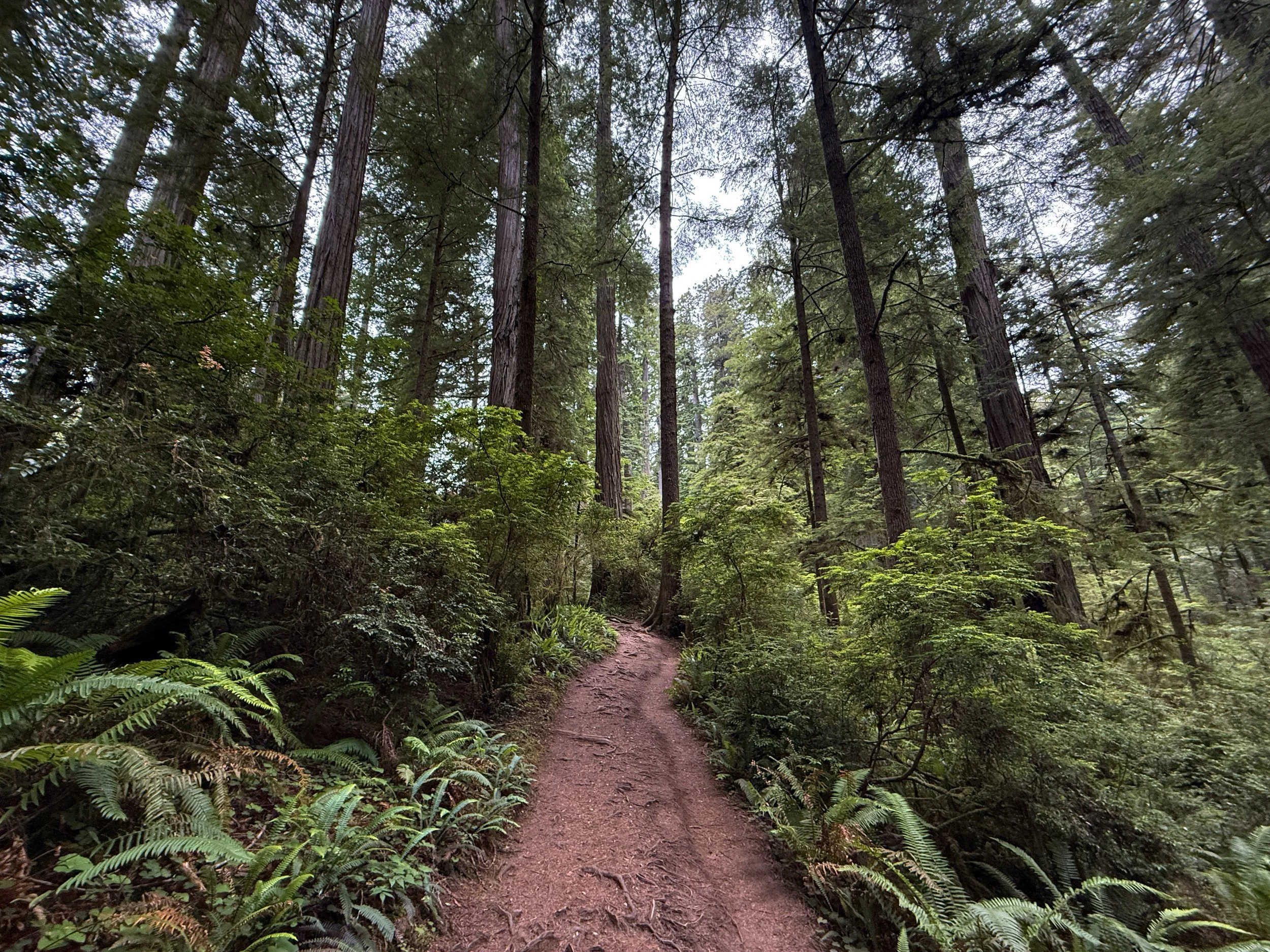 Boy Scout Tree Trail Jedediah Smith Redwoods State Park California
