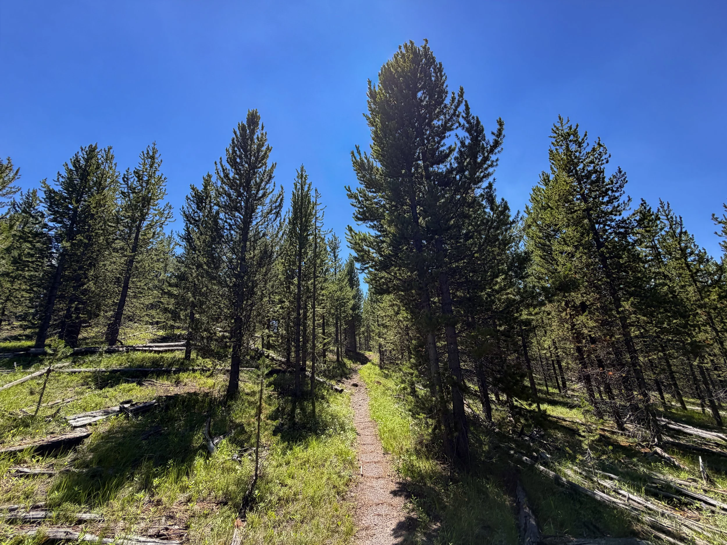 Fern Cascades Loop Trail Yellowstone National Park Wyoming