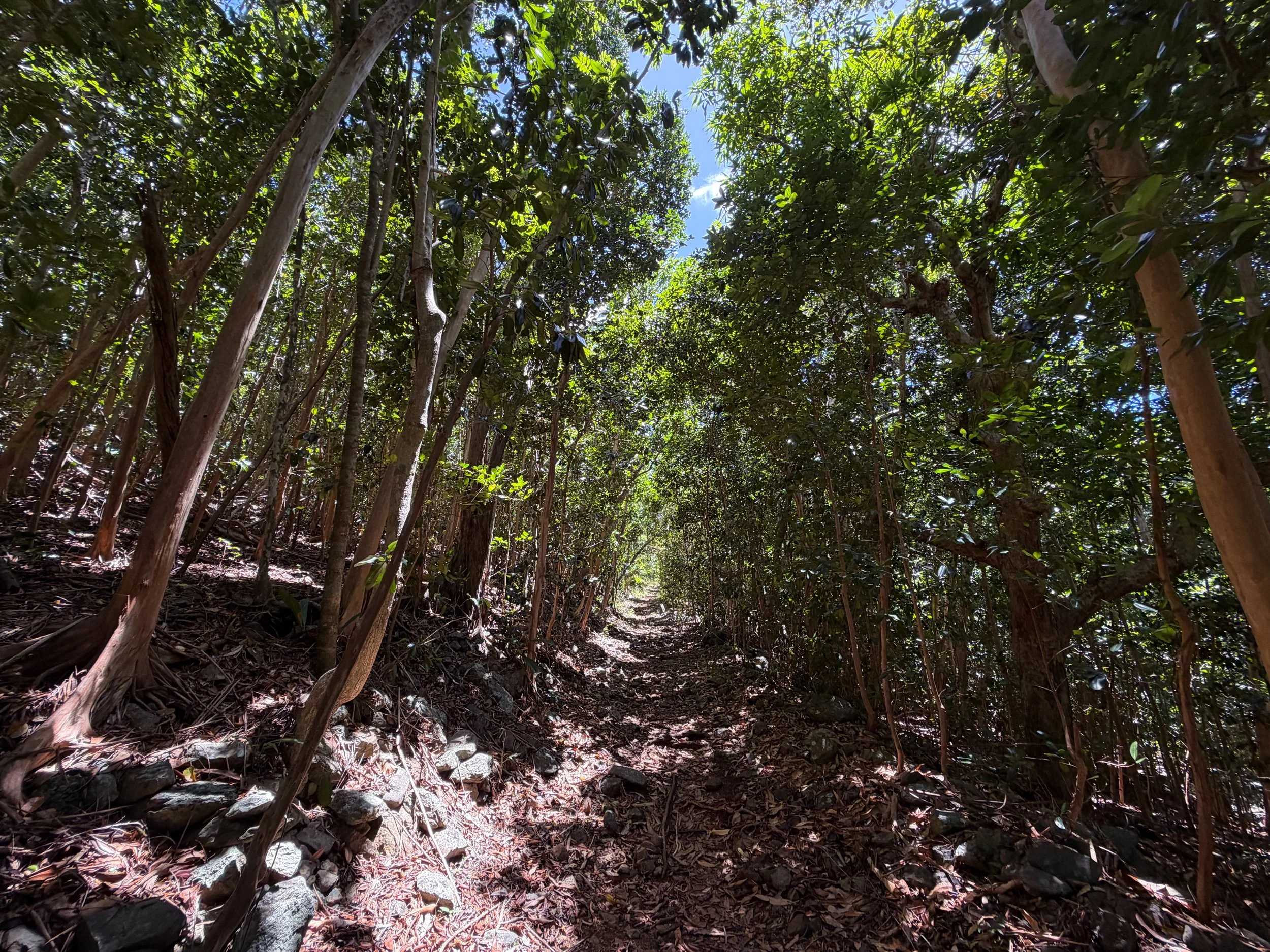 L'Esperance Trail to Genti Bay Virgin Islands National Park