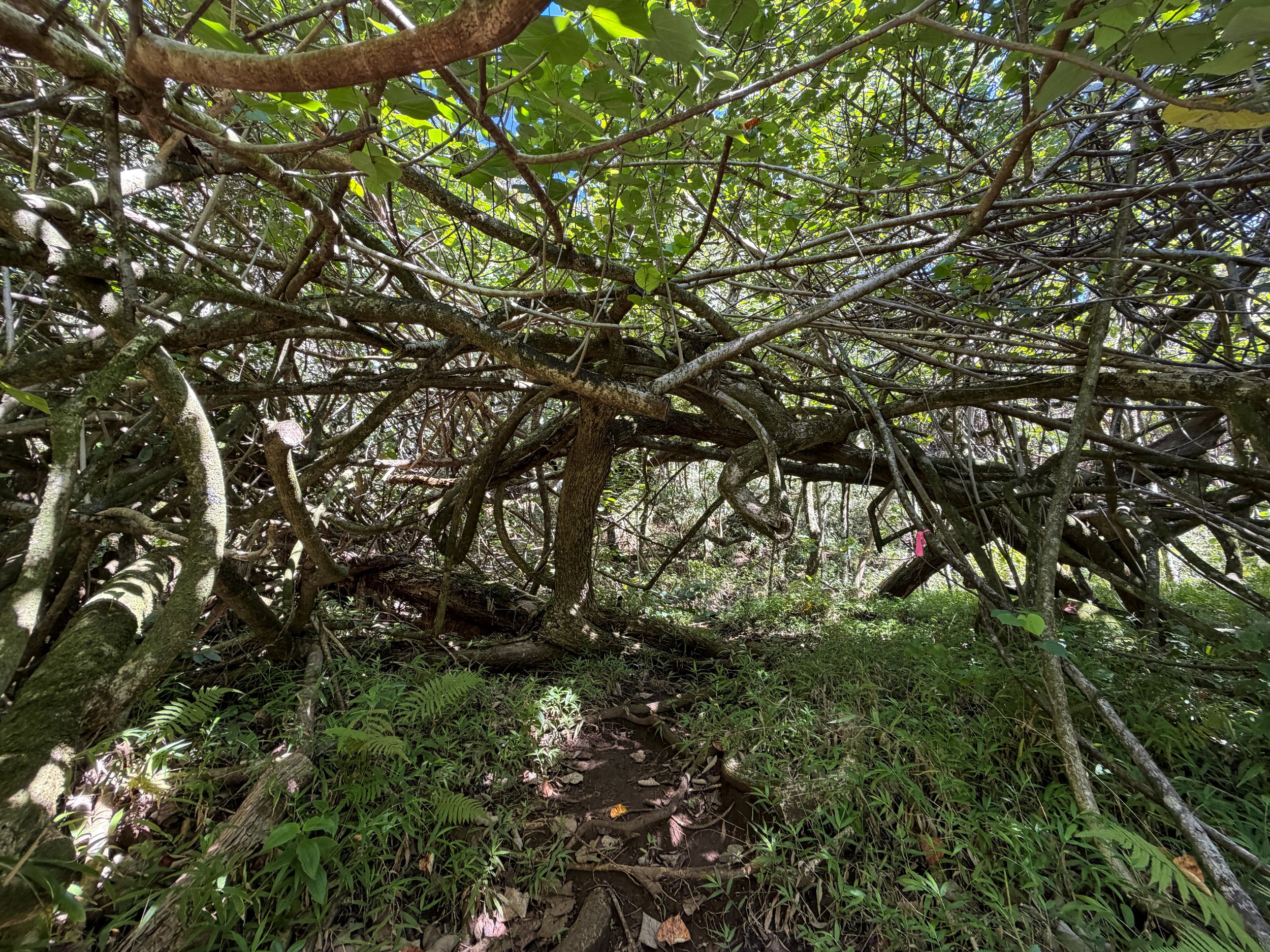 Kulanaahane Hike to Moanalua Saddle Oahu Hawaii