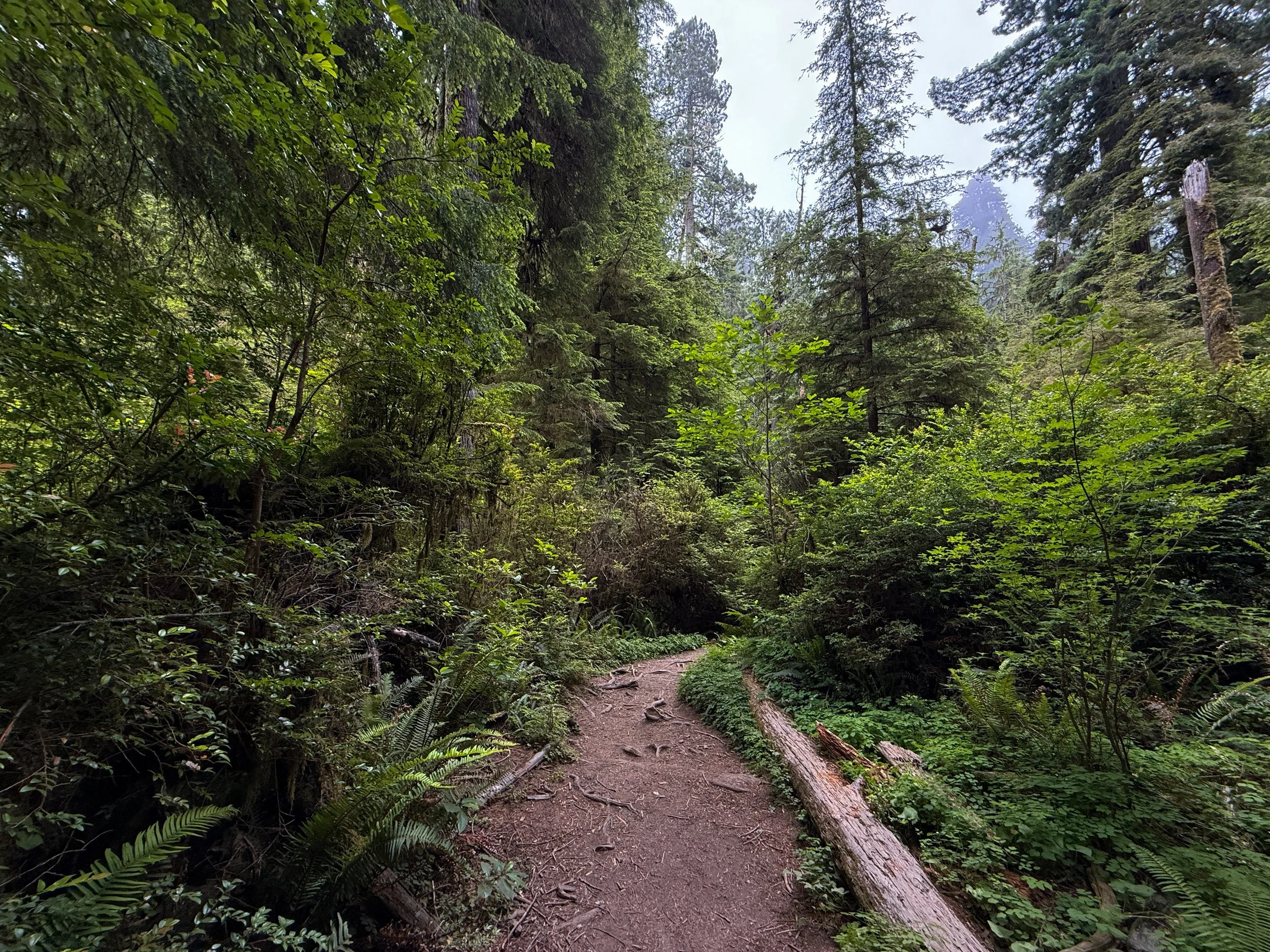 Boy Scout Tree Trail to Fern Falls Jedediah Smith Redwoods State Park California