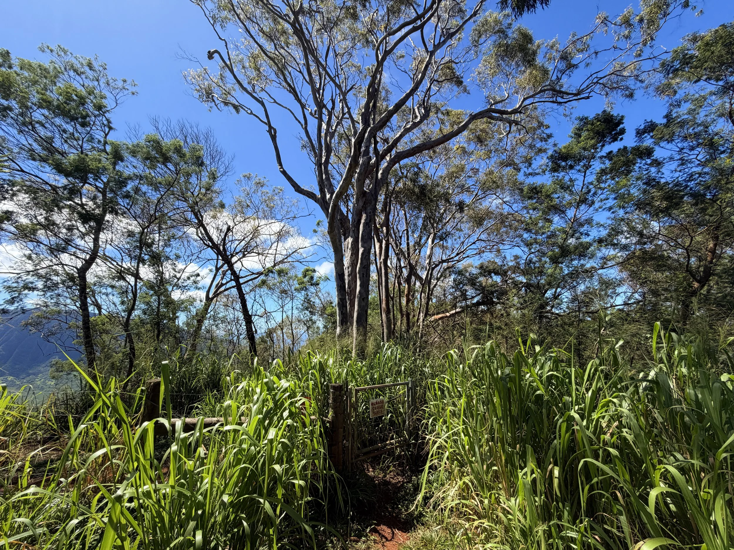 Kuaokala Trailhead Oahu Hawaii
