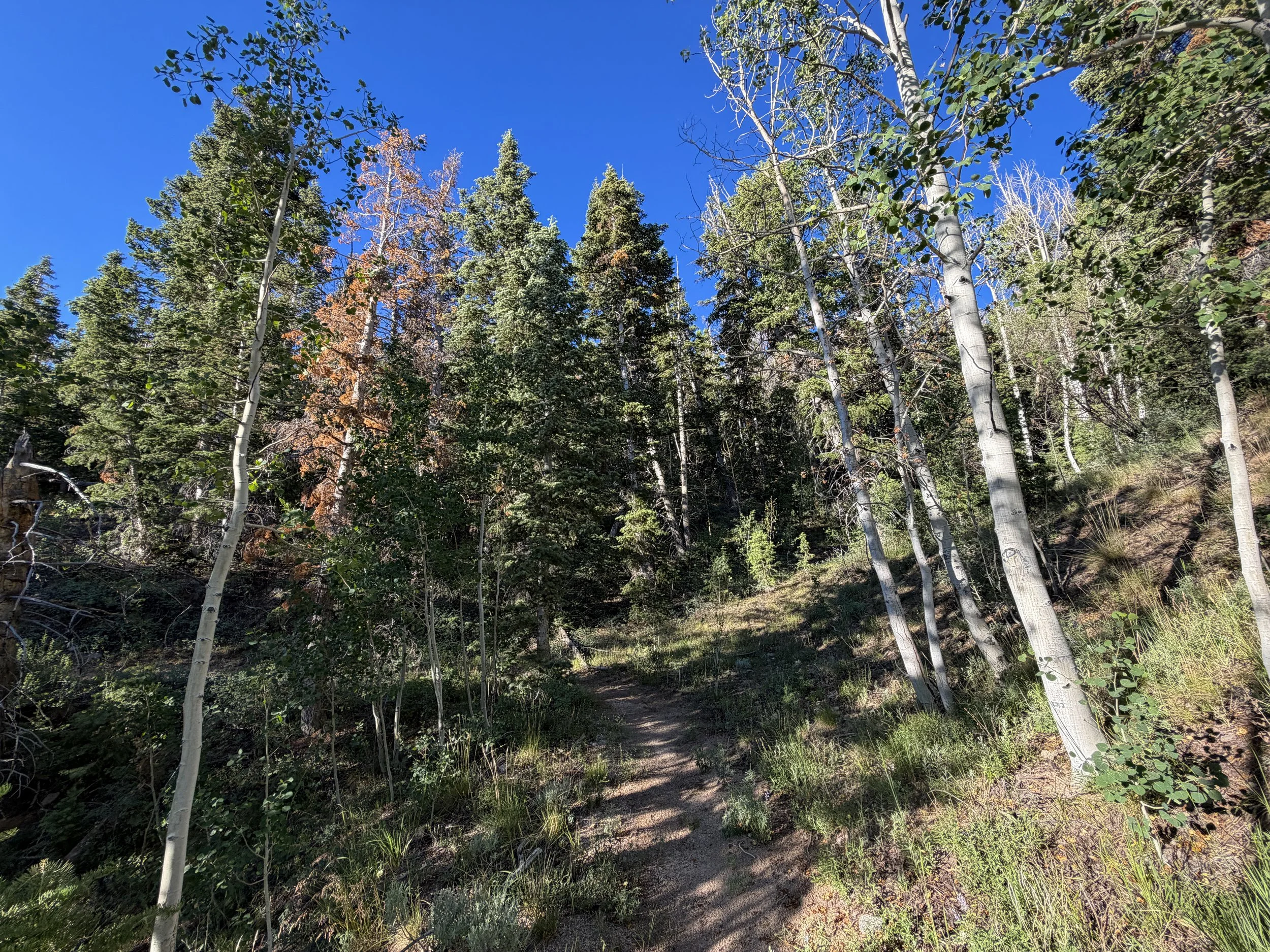 Snake Divide Trail Great Basin National Park Nevada