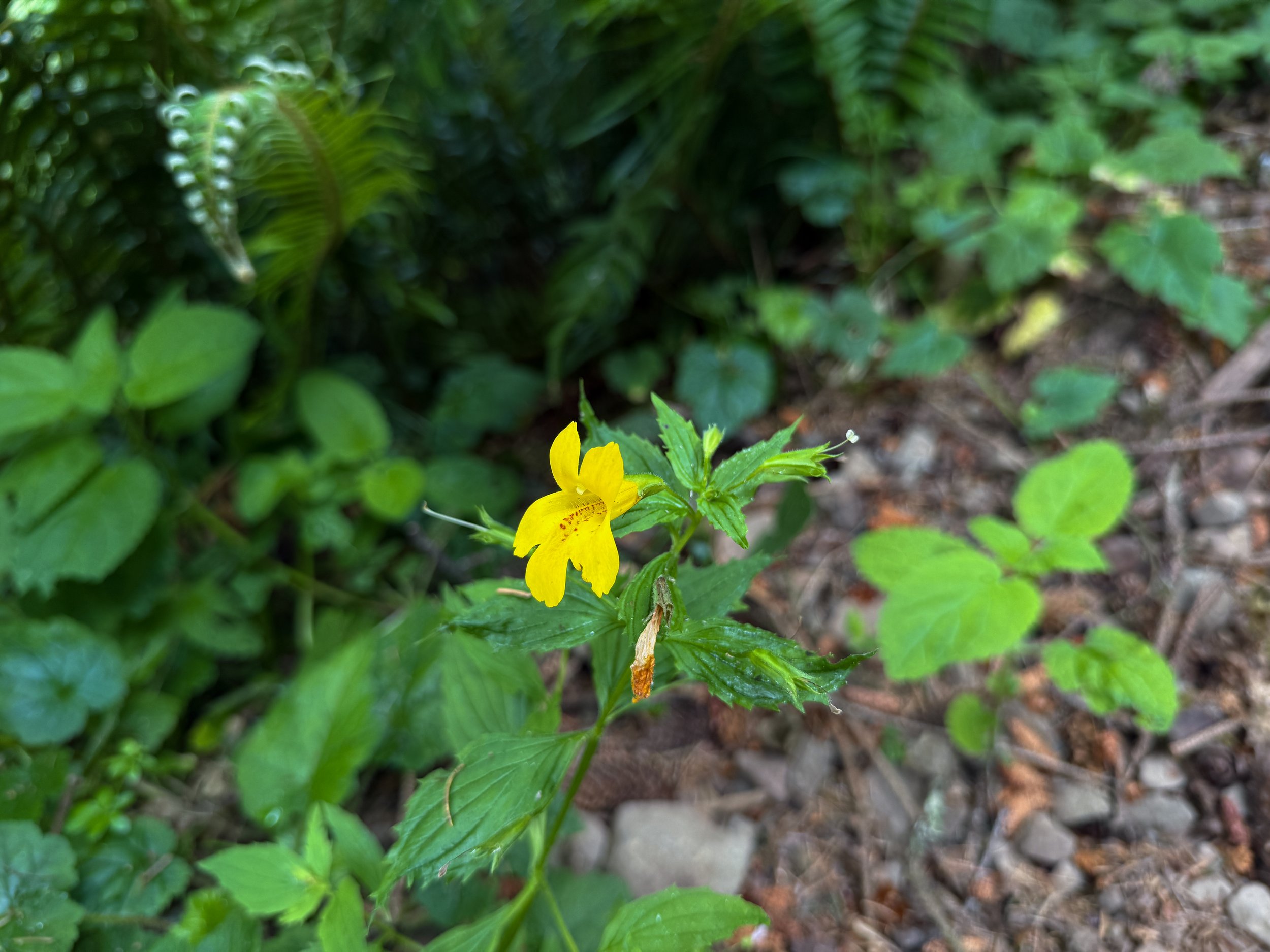 Monkeyflower Erythranthe dentata
