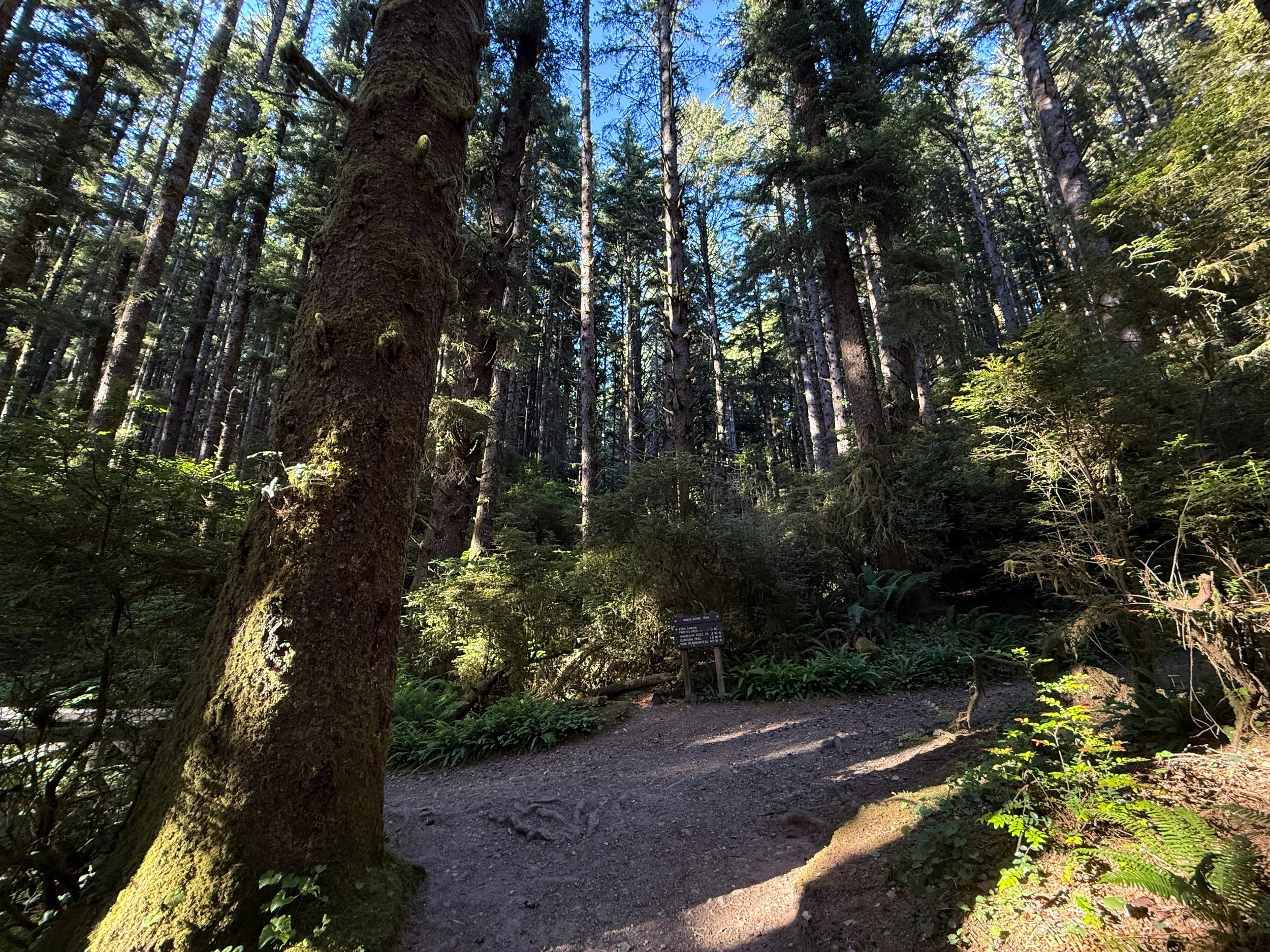 Fern Canyon Loop Trail Prairie Creek Redwoods State Park California