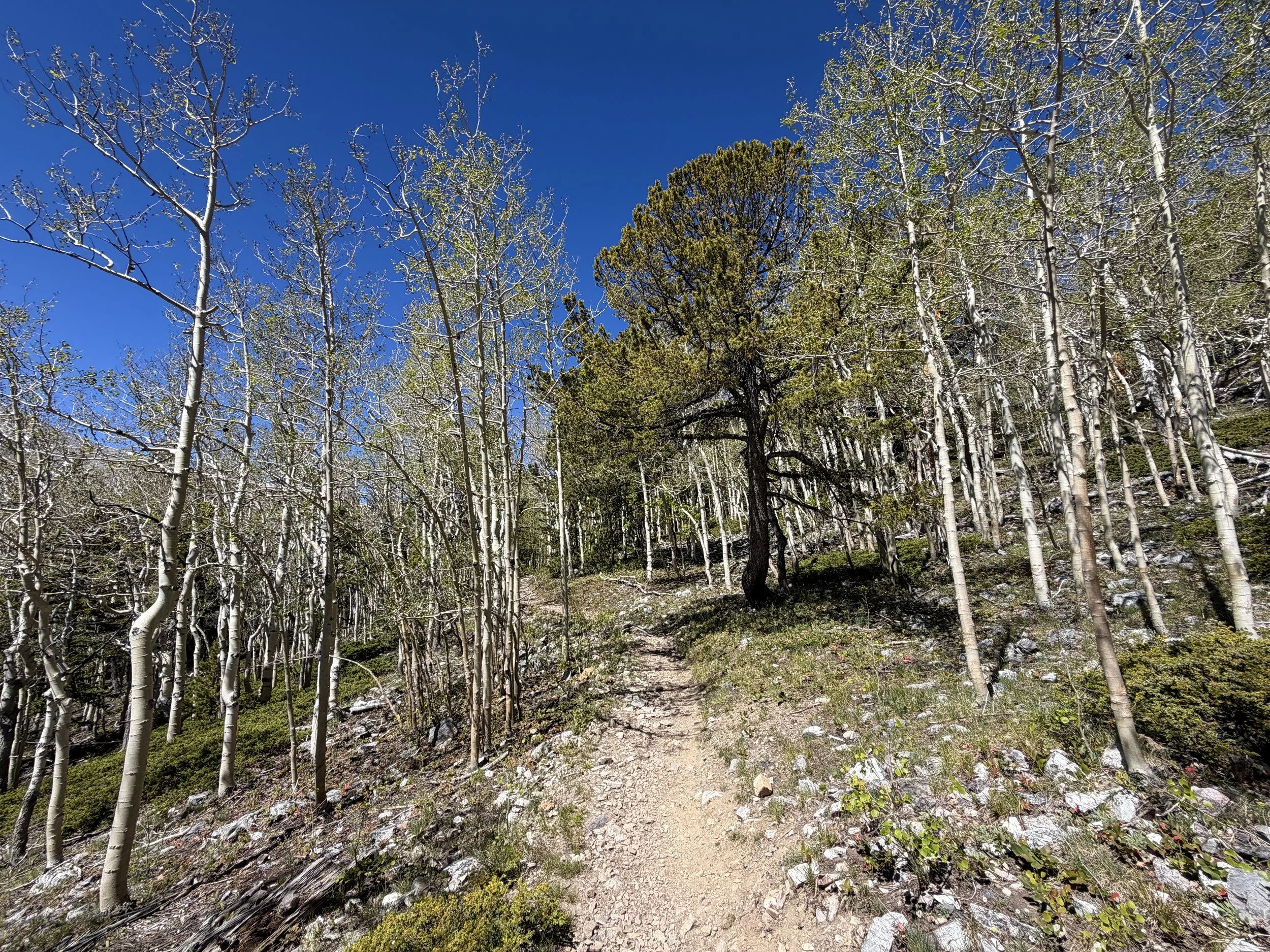 Wheeler Peak Summit Trail Great Basin National Park Nevada