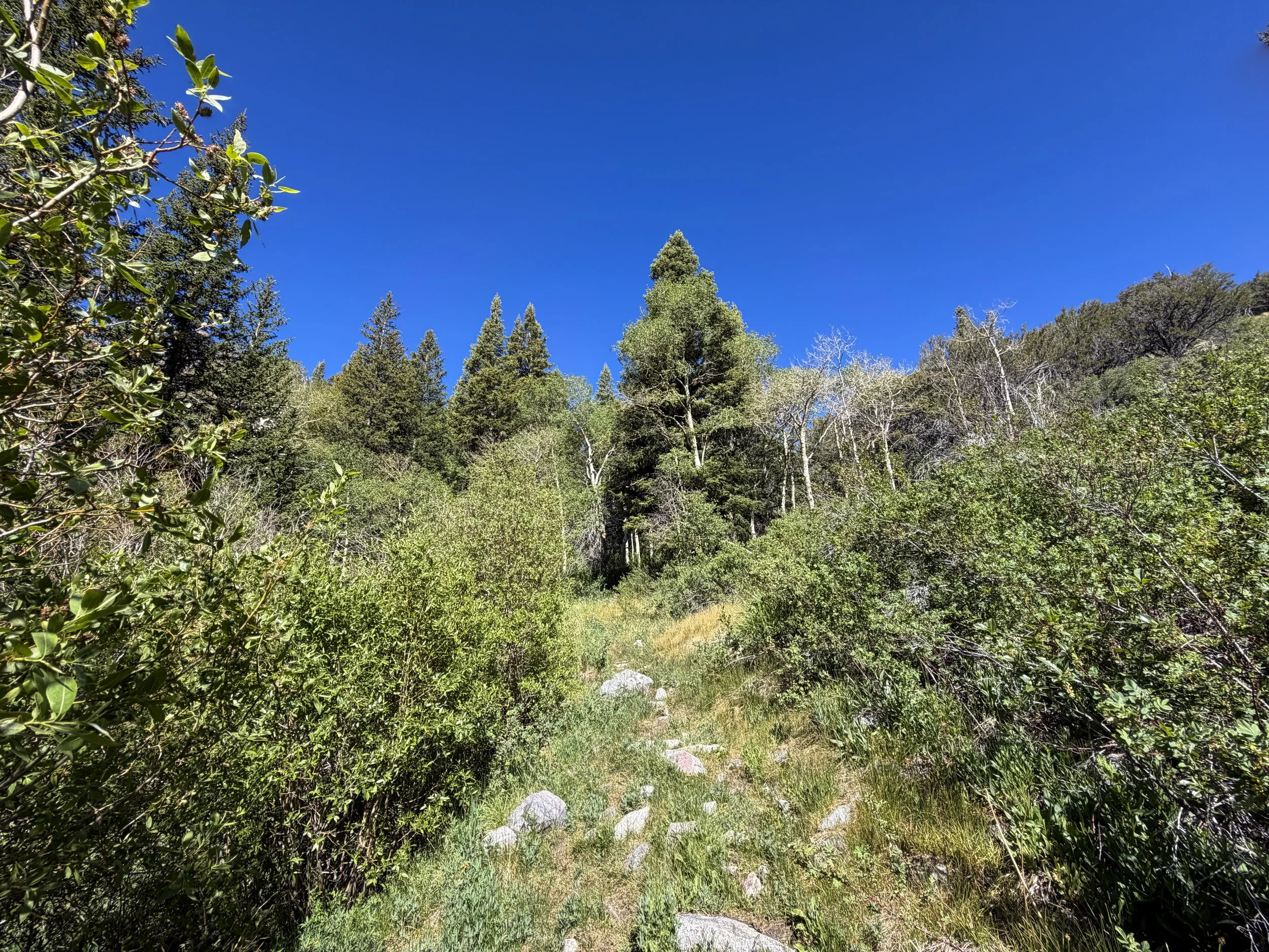 Lehman Creek Hike Great Basin National Park Nevada