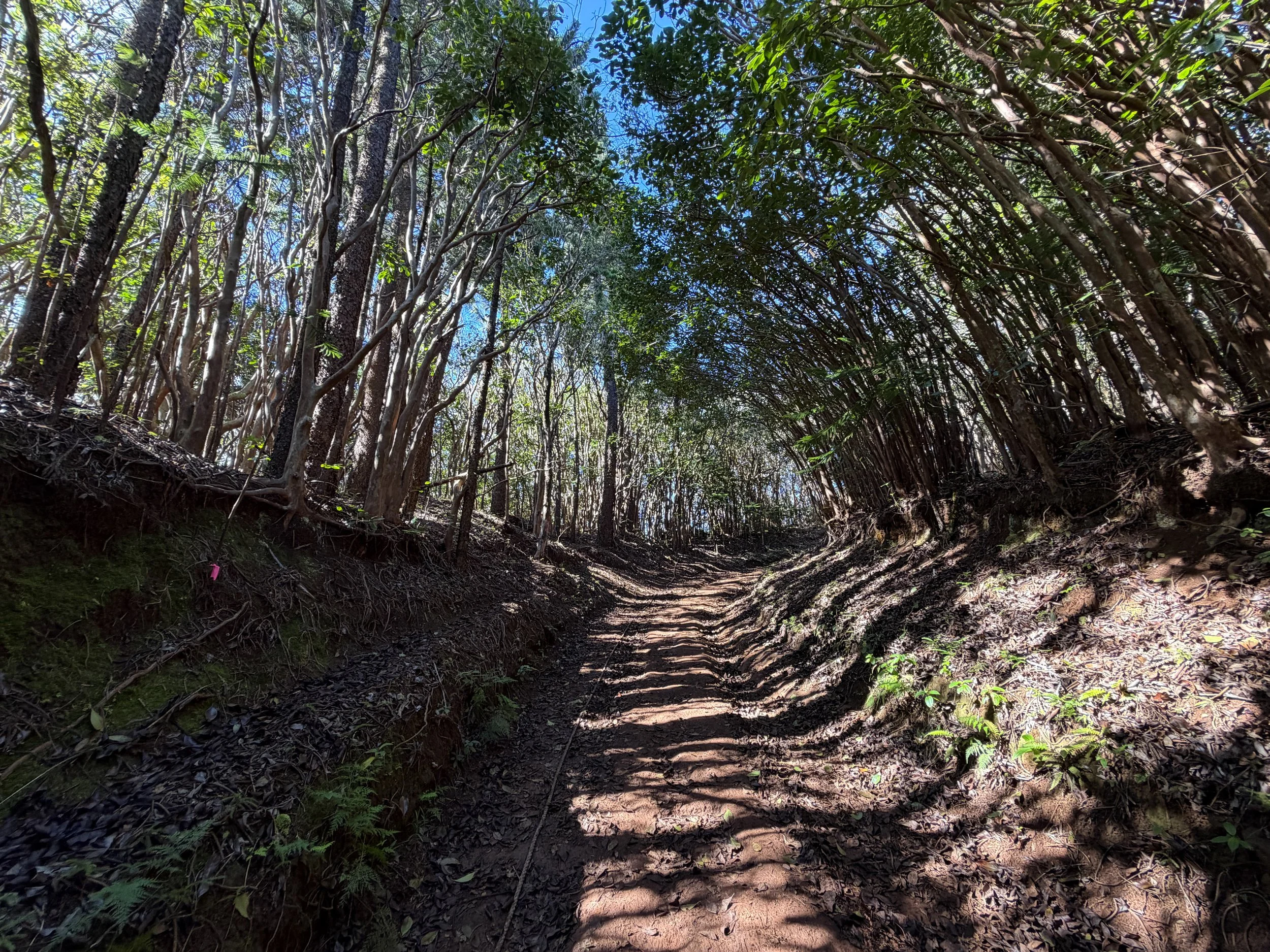 Wiliwilinui Ridge Trail Ropes Oahu Hawaii