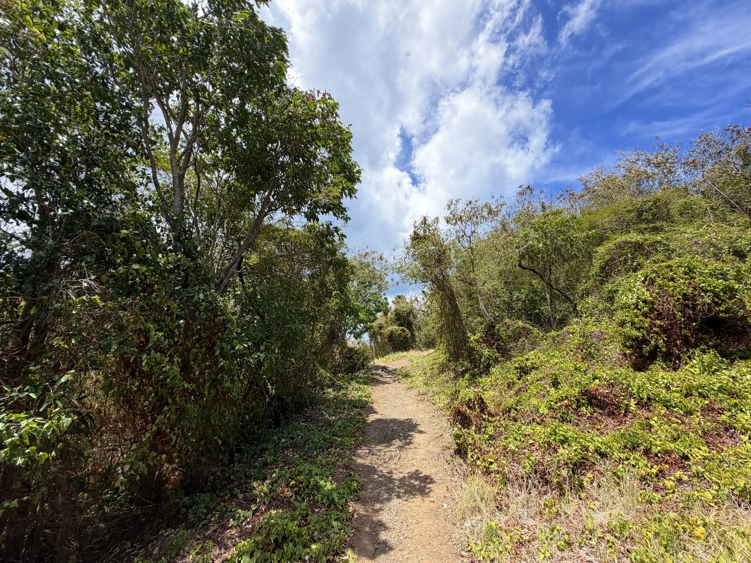Francis Bay Trail Virgin Islands National Park