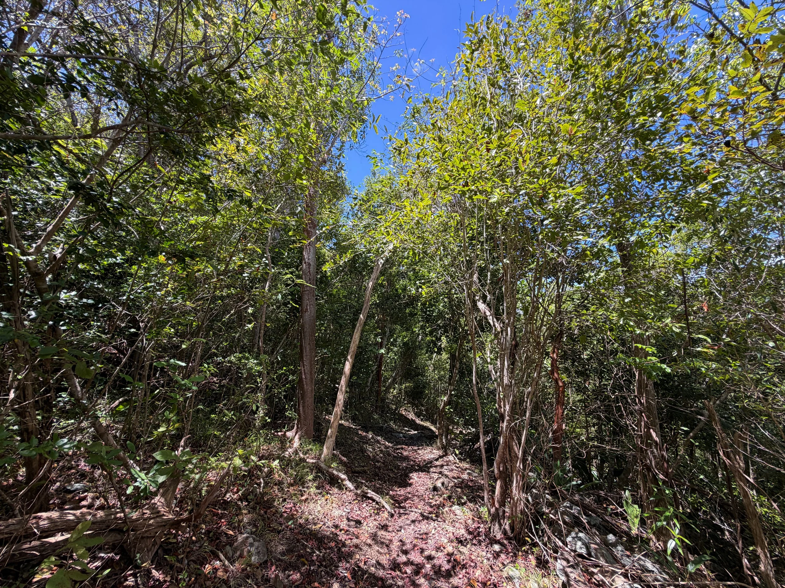 Caneel Hill Trail Virgin Islands National Park