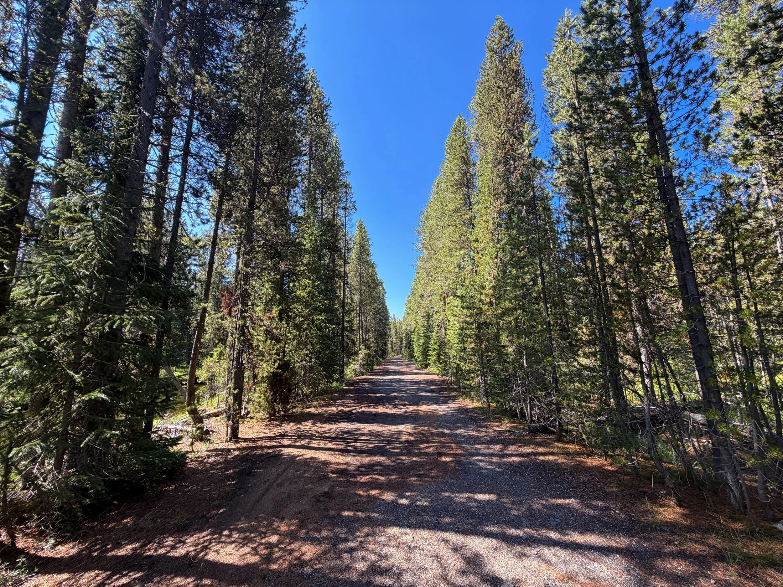 Lone Star Geyser Trail Yellowstone National Park Wyoming