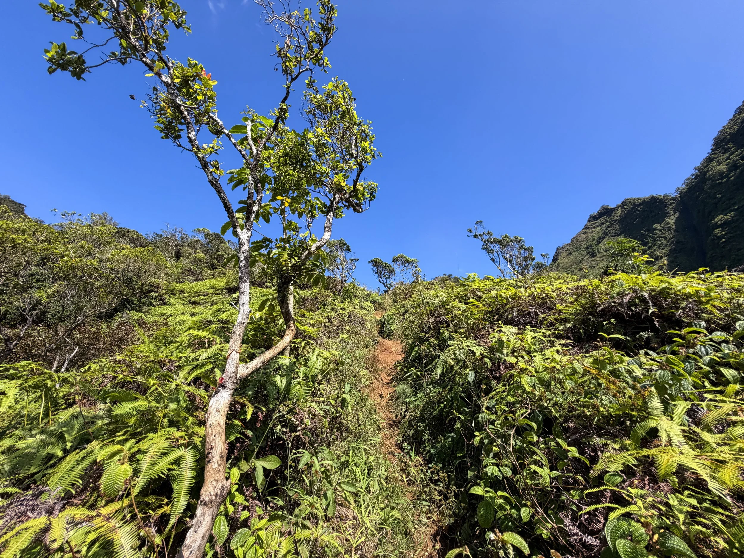 Kulanaahane Ridge Trail Oahu Hawaii