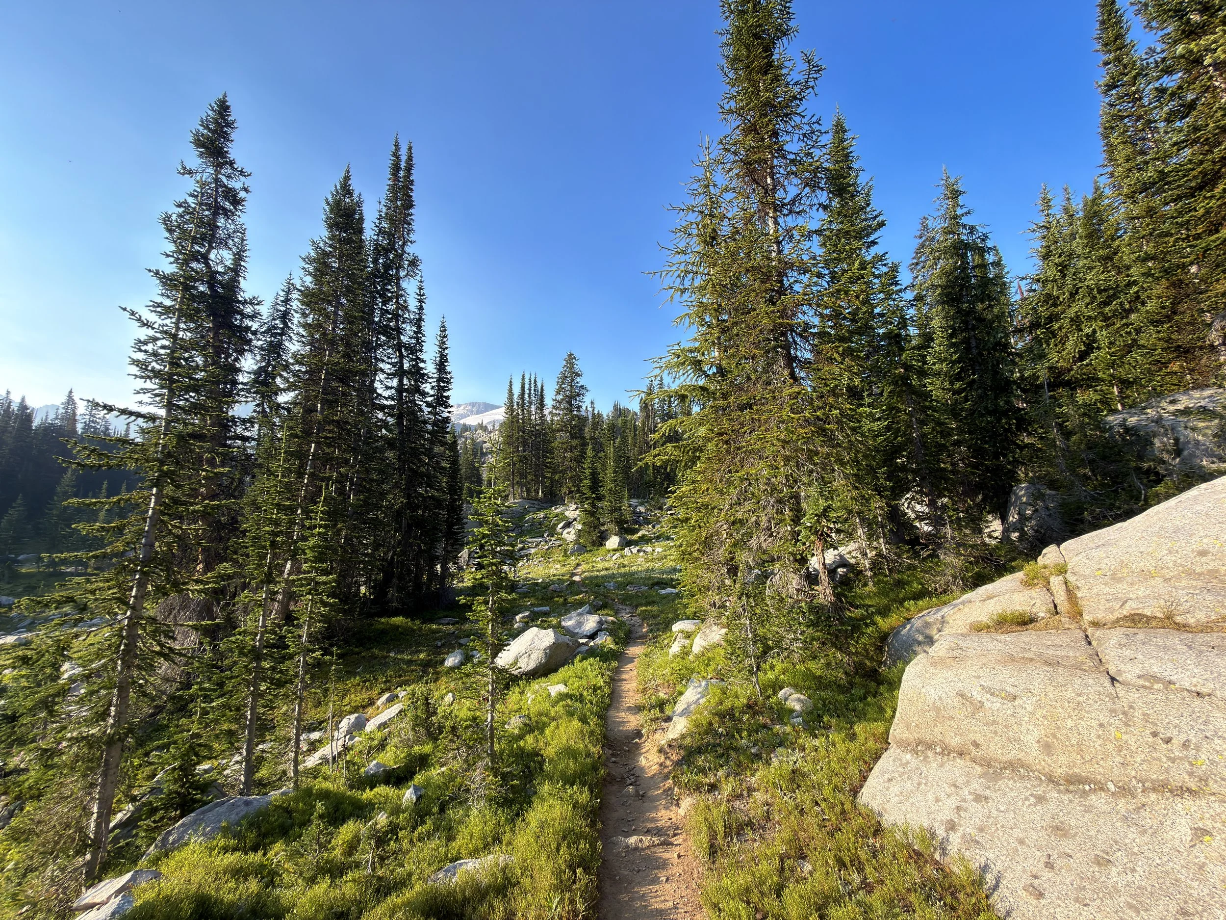 Beaten Path Trail Beartooth Mountains Montana