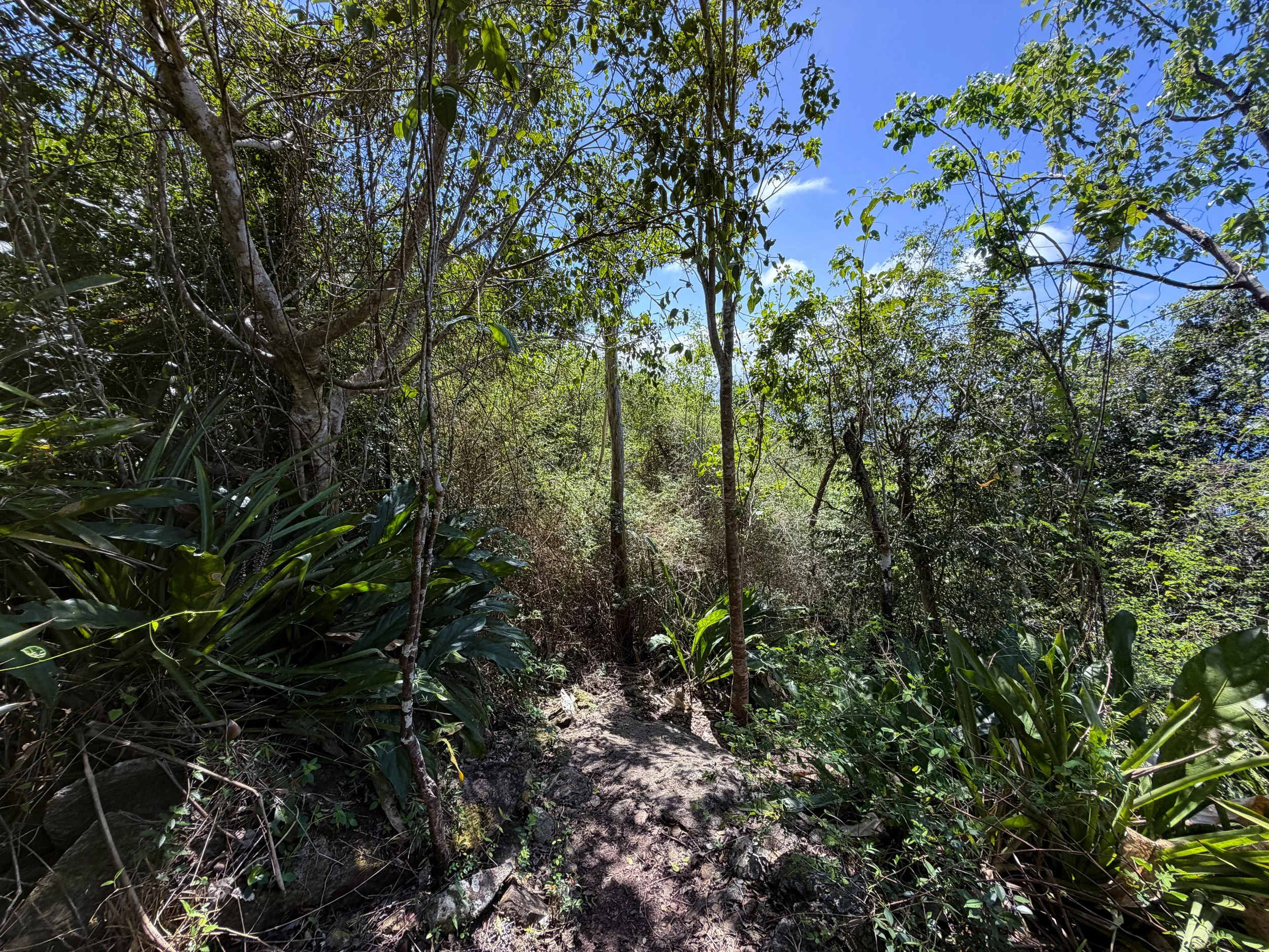 Caneel Hill Trail Virgin Islands National Park