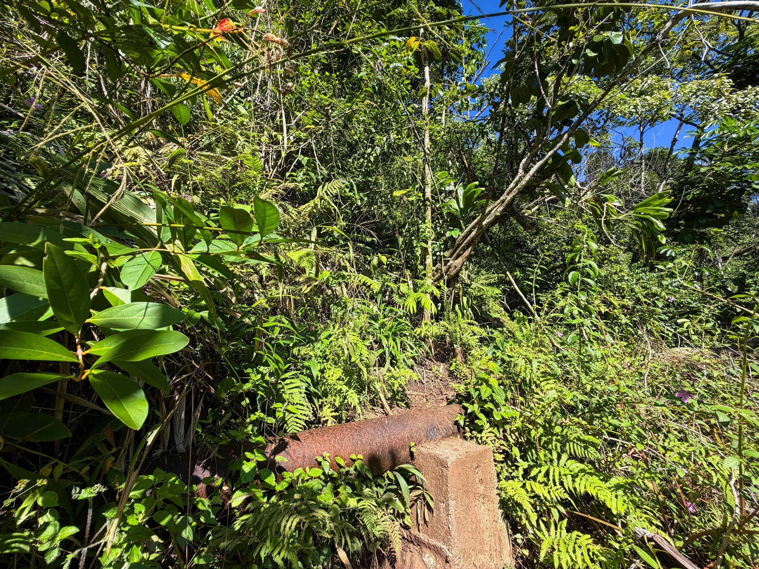 Kaau Crater Loop Trail Oahu Hawaii
