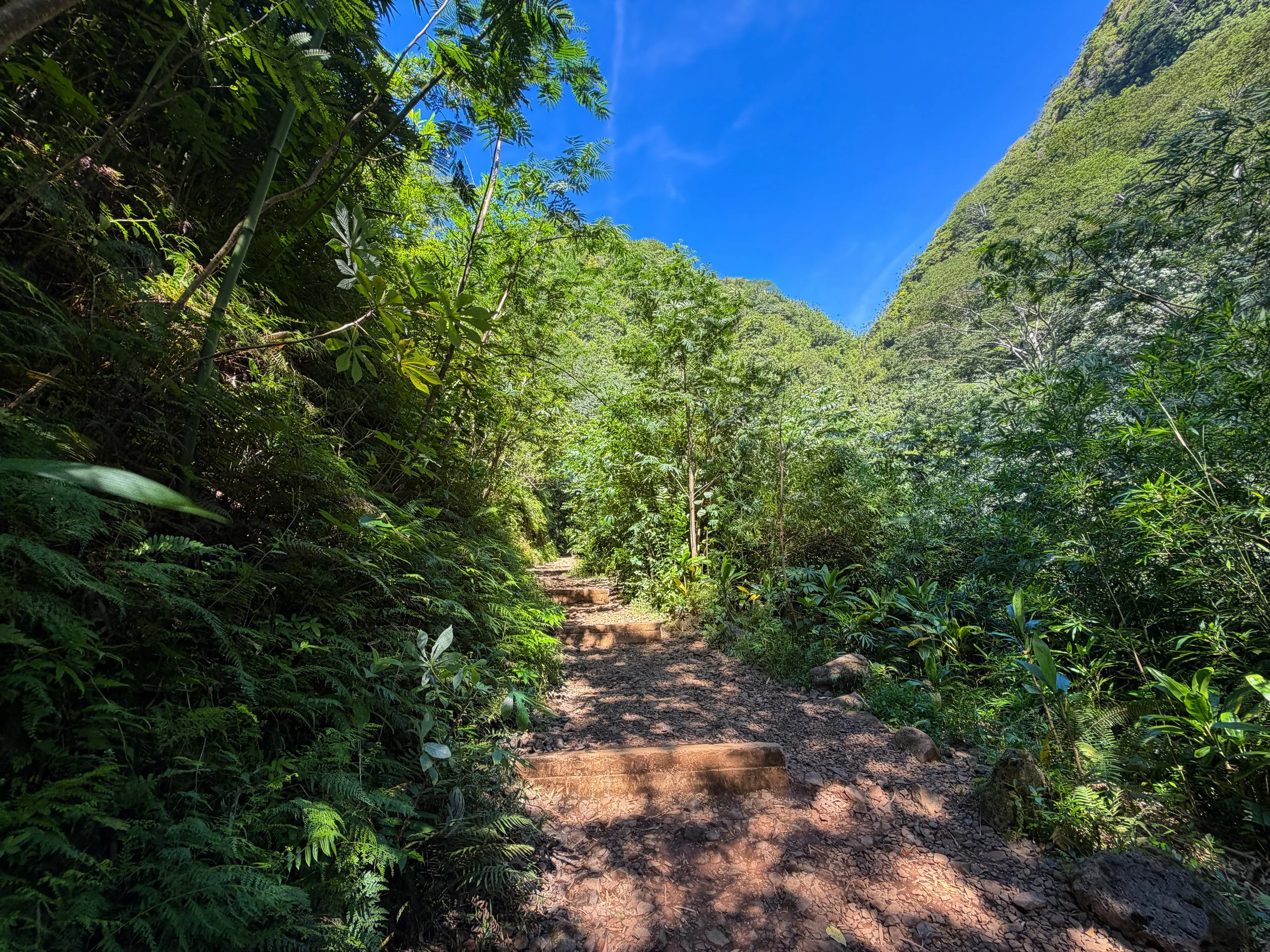 Manoa Falls Trail Oahu Hawaii