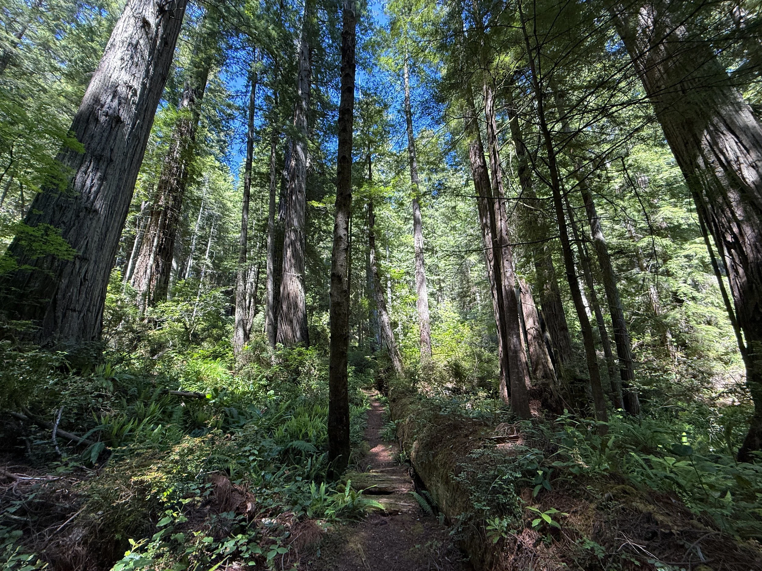 Hope Creek-Ten Taypo Loop Trail Prairie Creek Redwoods State Park California