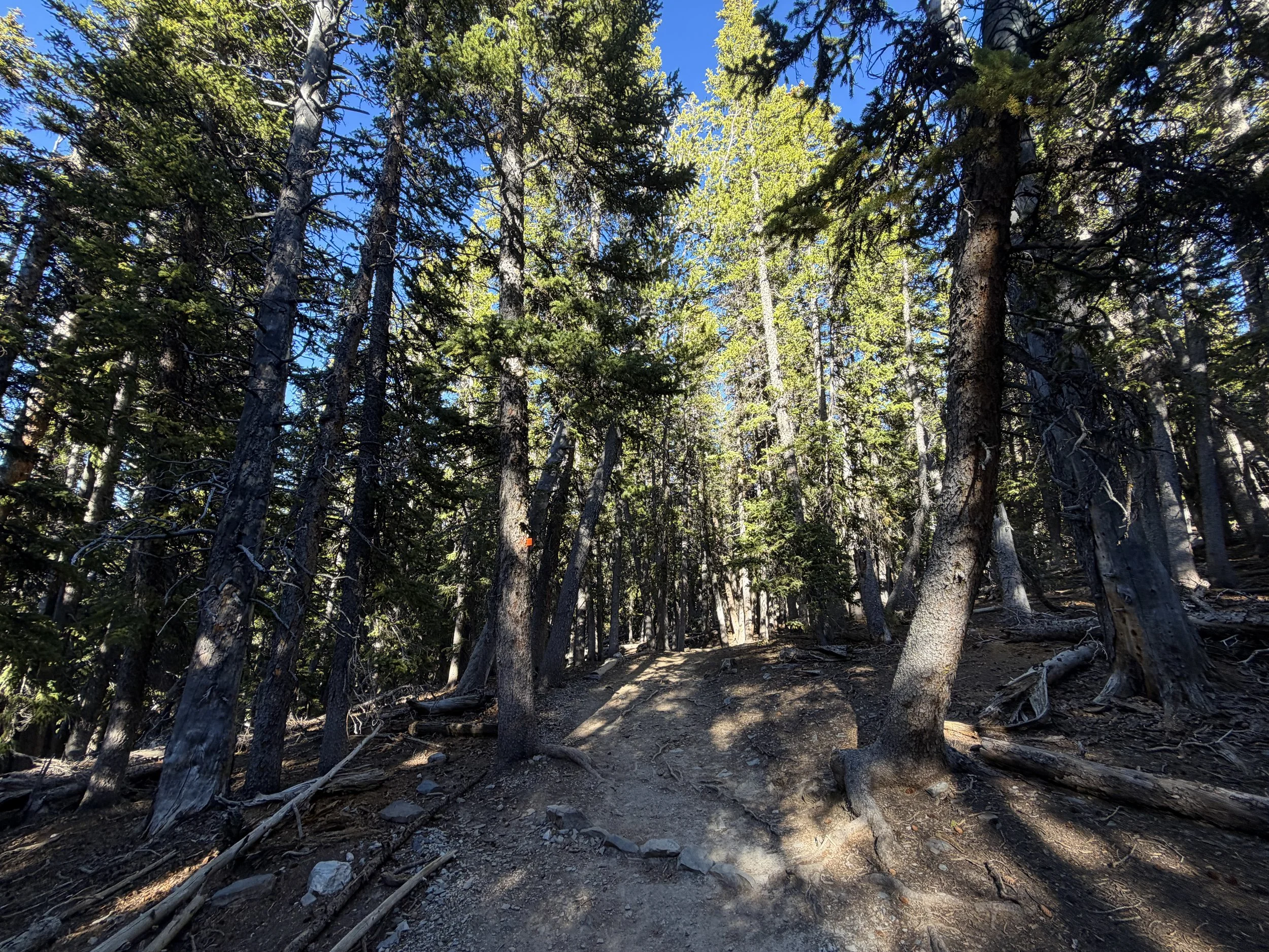 Alpine Lakes Loop Trail Great Basin National Park Nevada