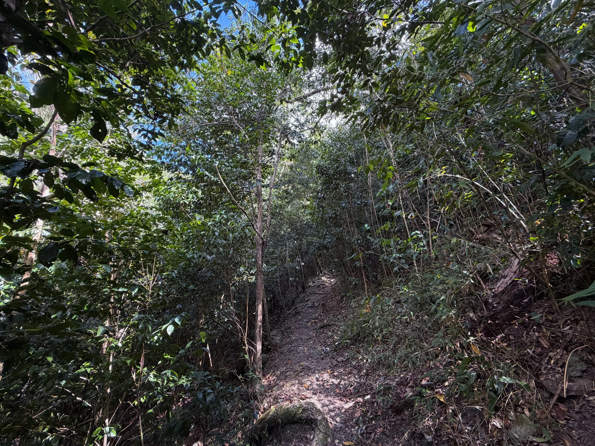 Cinnamon Bay Trail to Centerline Road Virgin Islands National Park