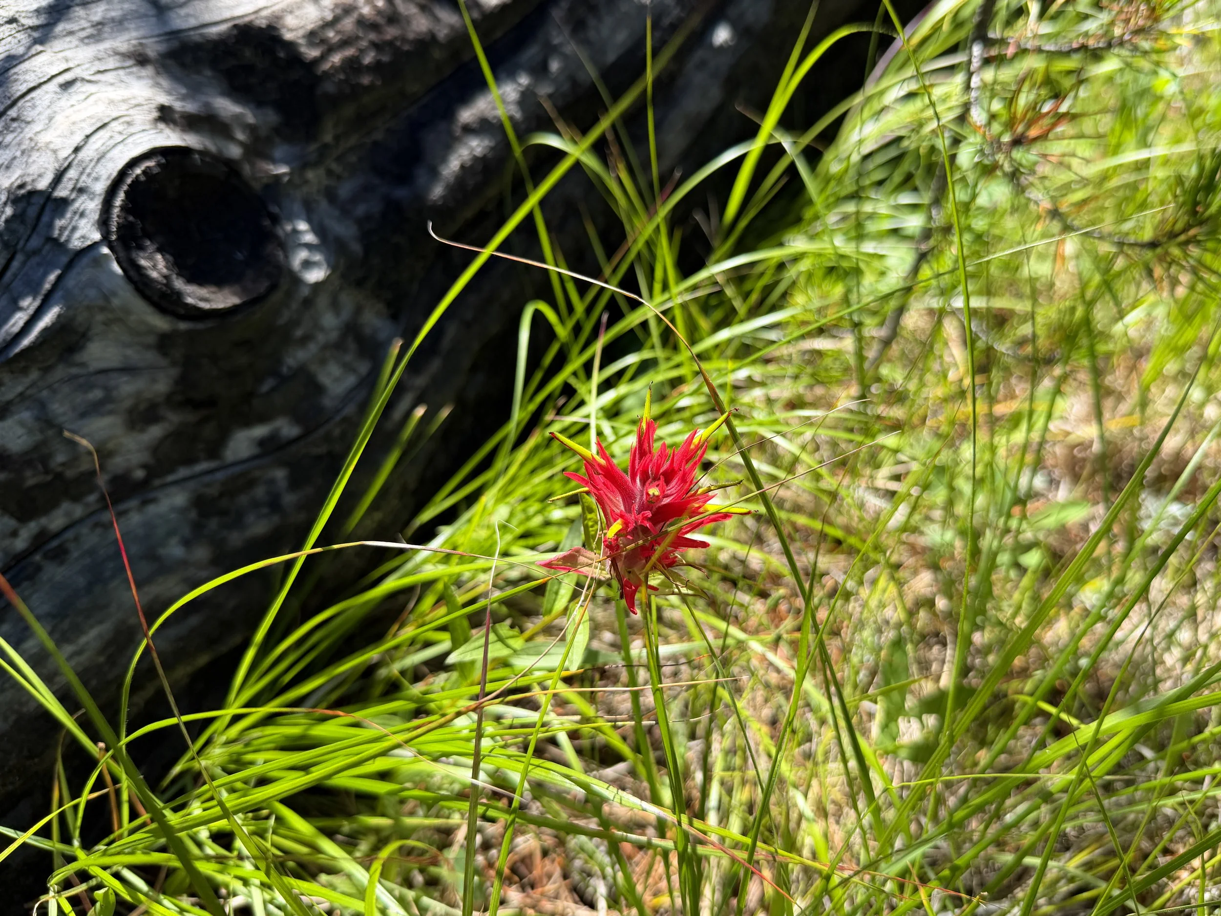 Wyoming Indian Paintbrush Castilleja linariifolia