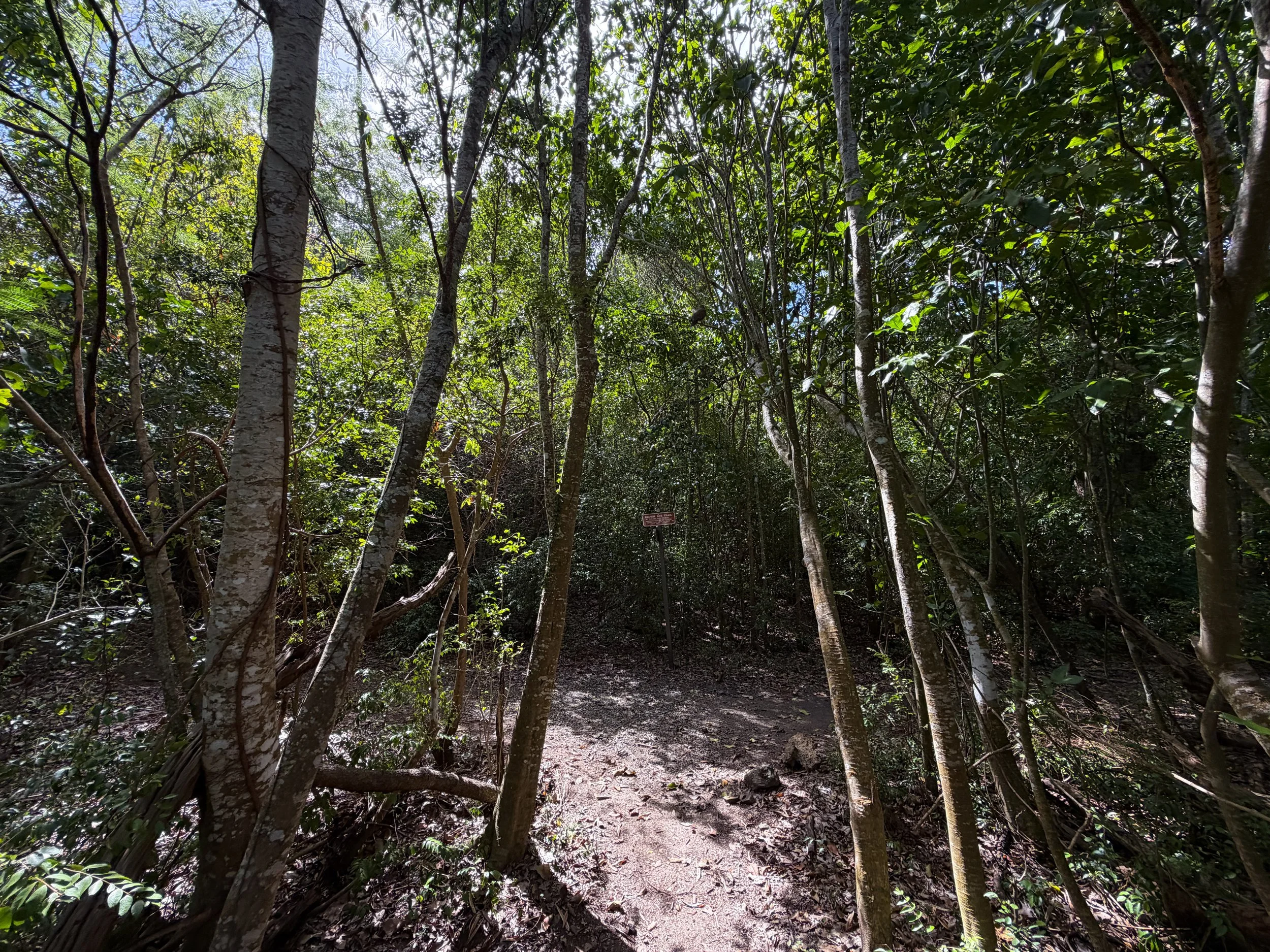 Brown Bay Trail Virgin Islands National Park