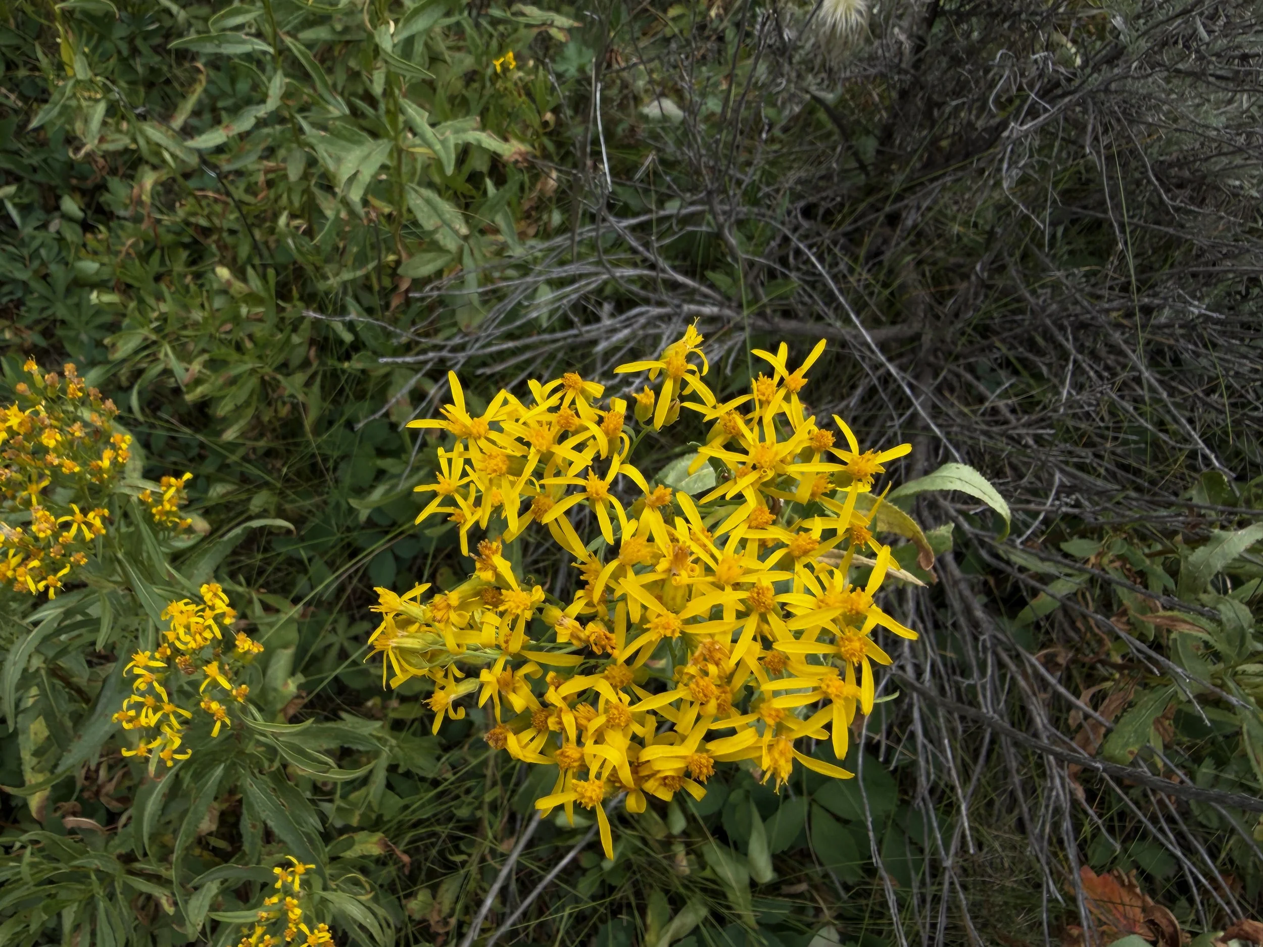 Tall Ragwort Senecio serra