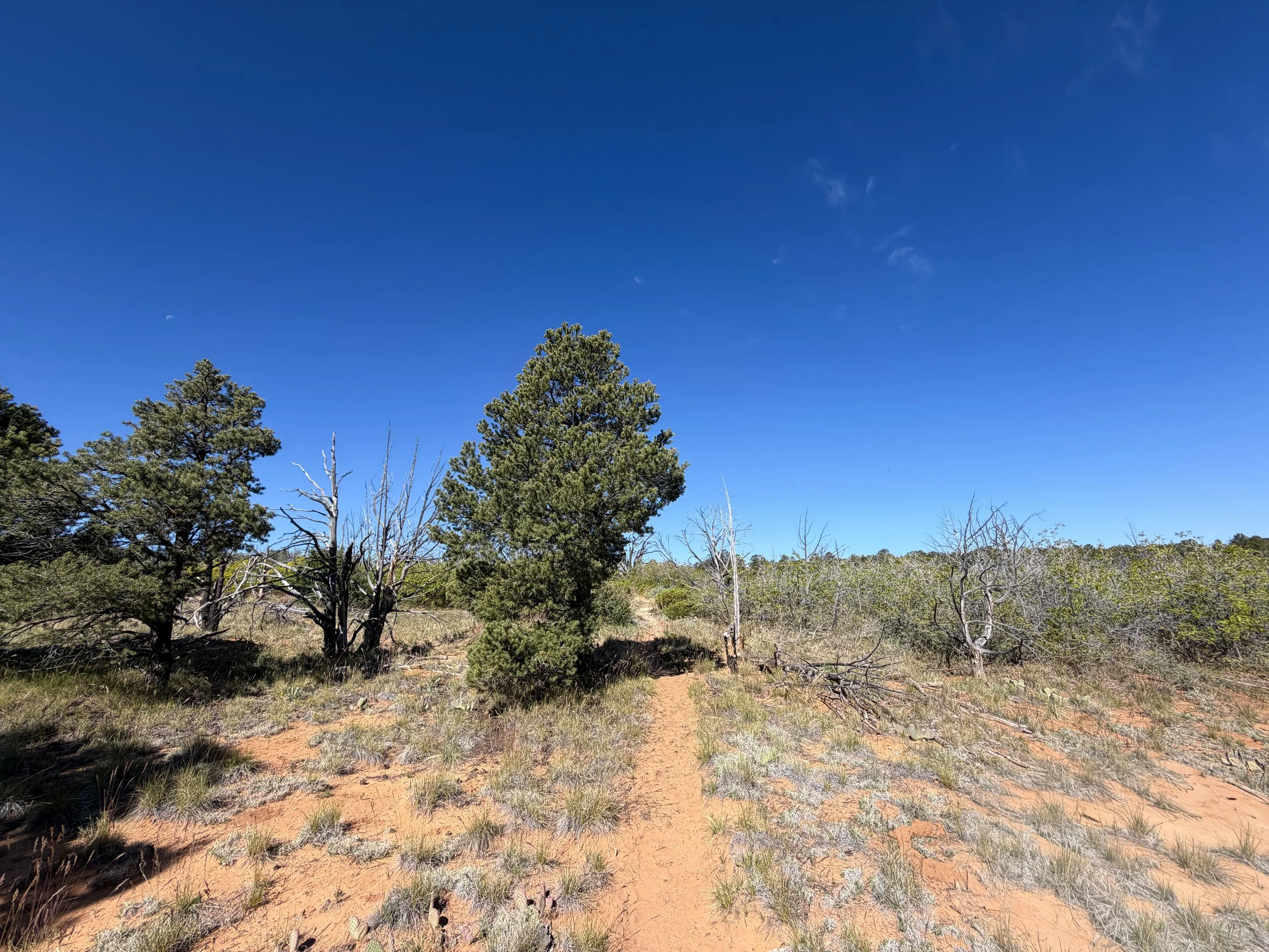 Deertrap Mountain Trail Zion National Park Utah