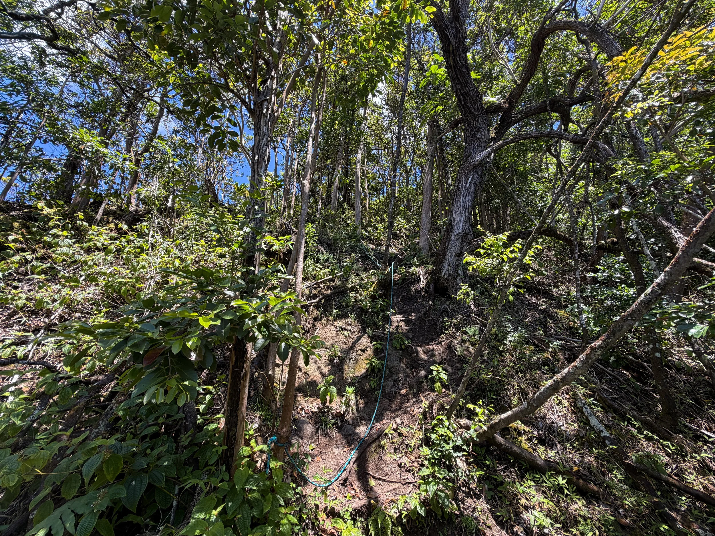 Moanalua Valley to Tripler Ridge Trail Oahu Hawaii