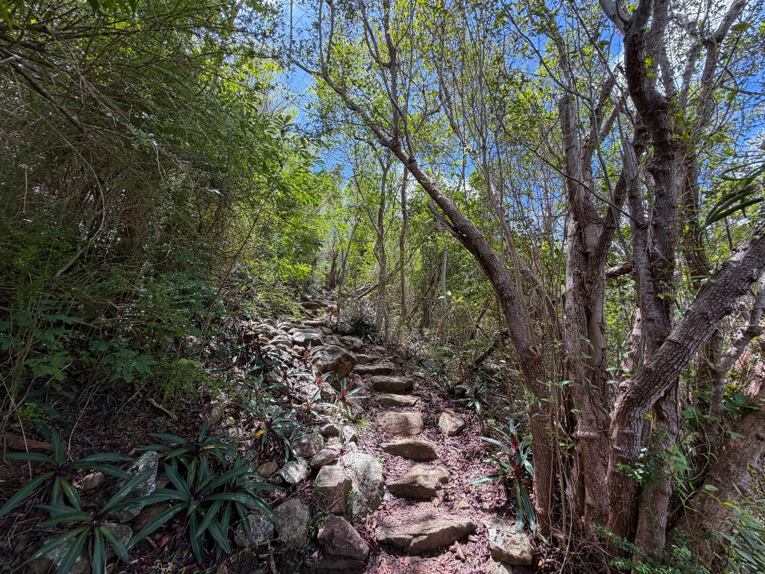 Caneel Hill Hike Virgin Islands National Park