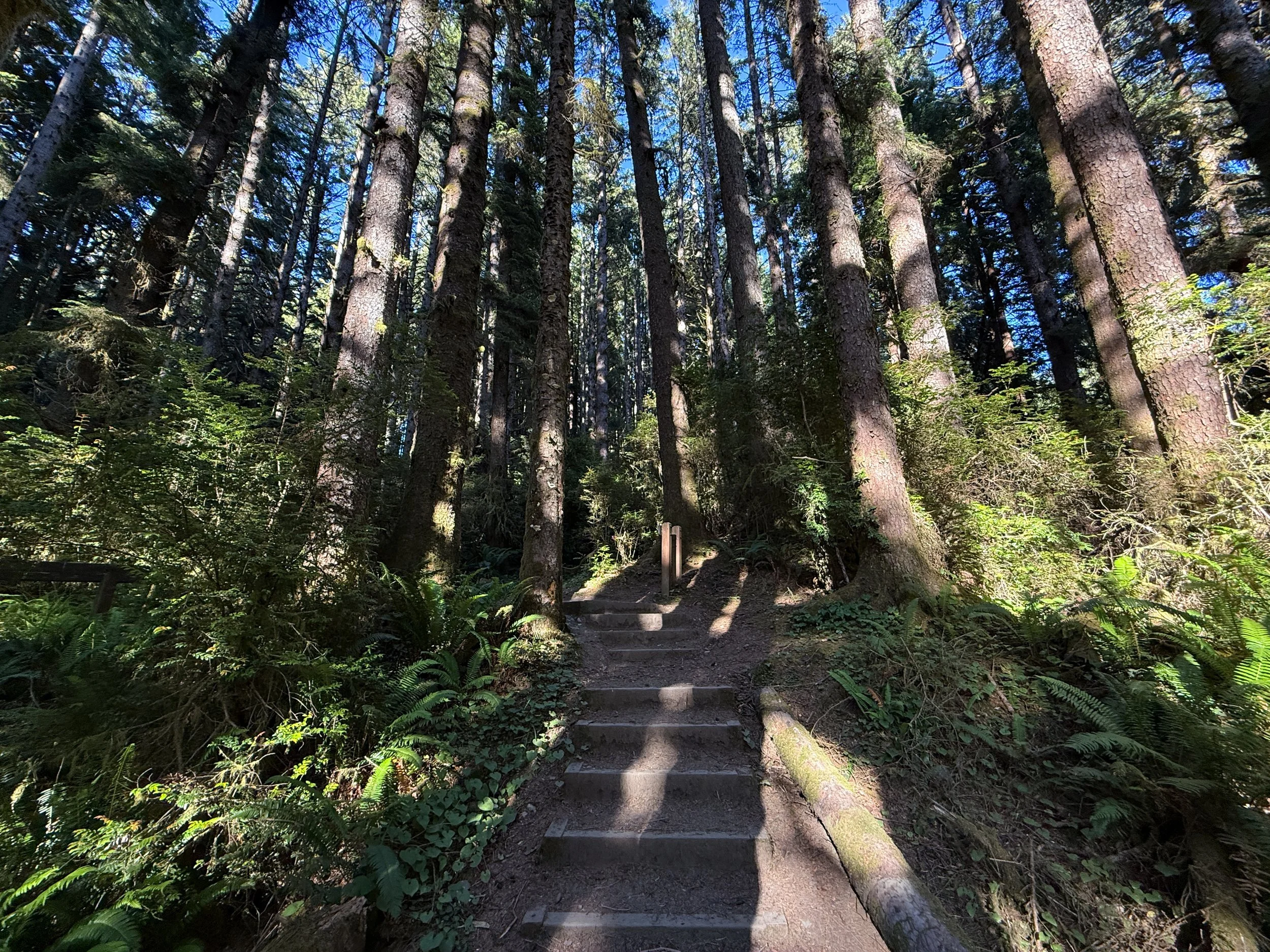 Fern Canyon Hike Prairie Creek Redwoods State Park California