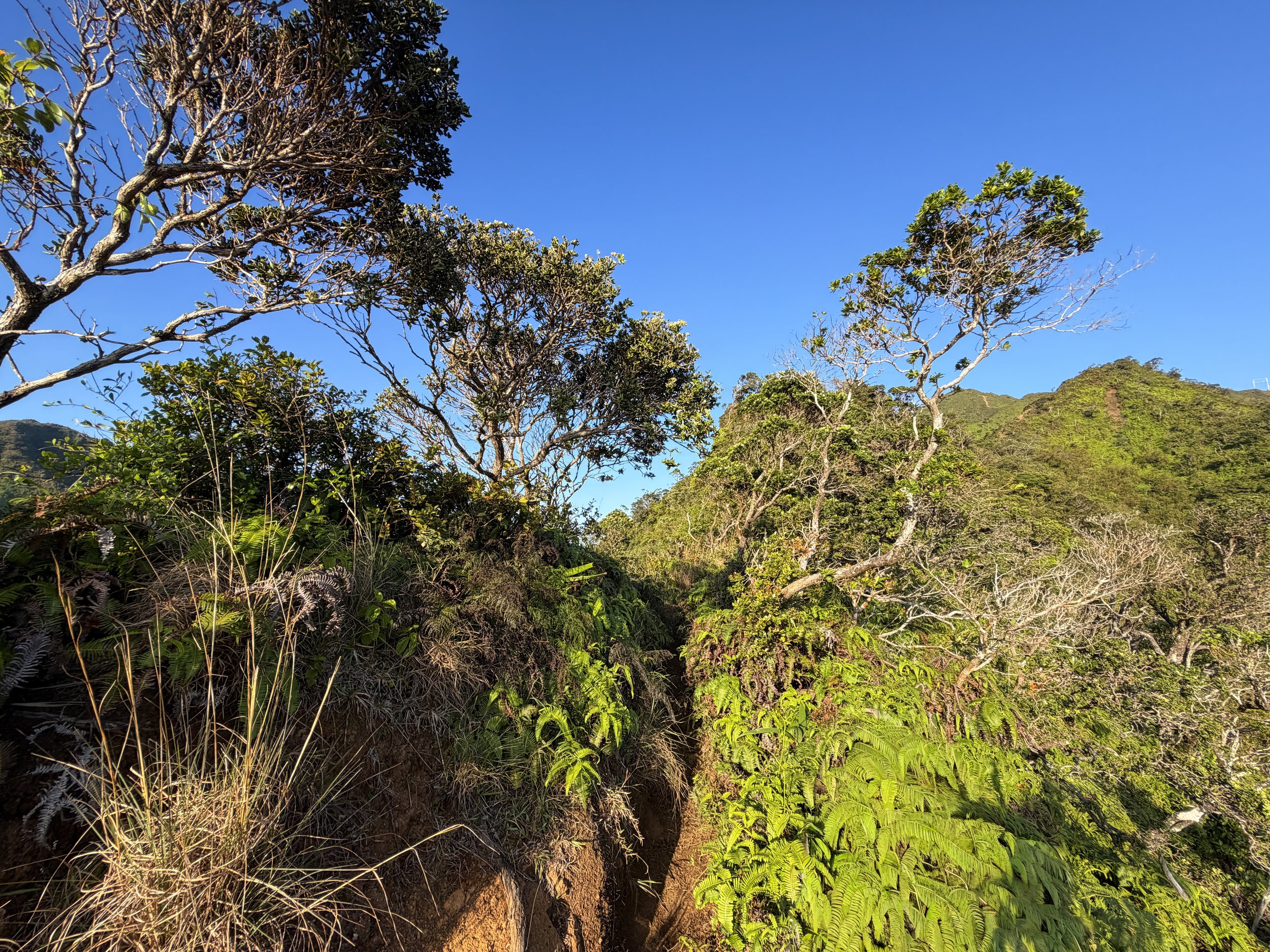 Moanalua Middle Ridge Hike Oahu Hawaii