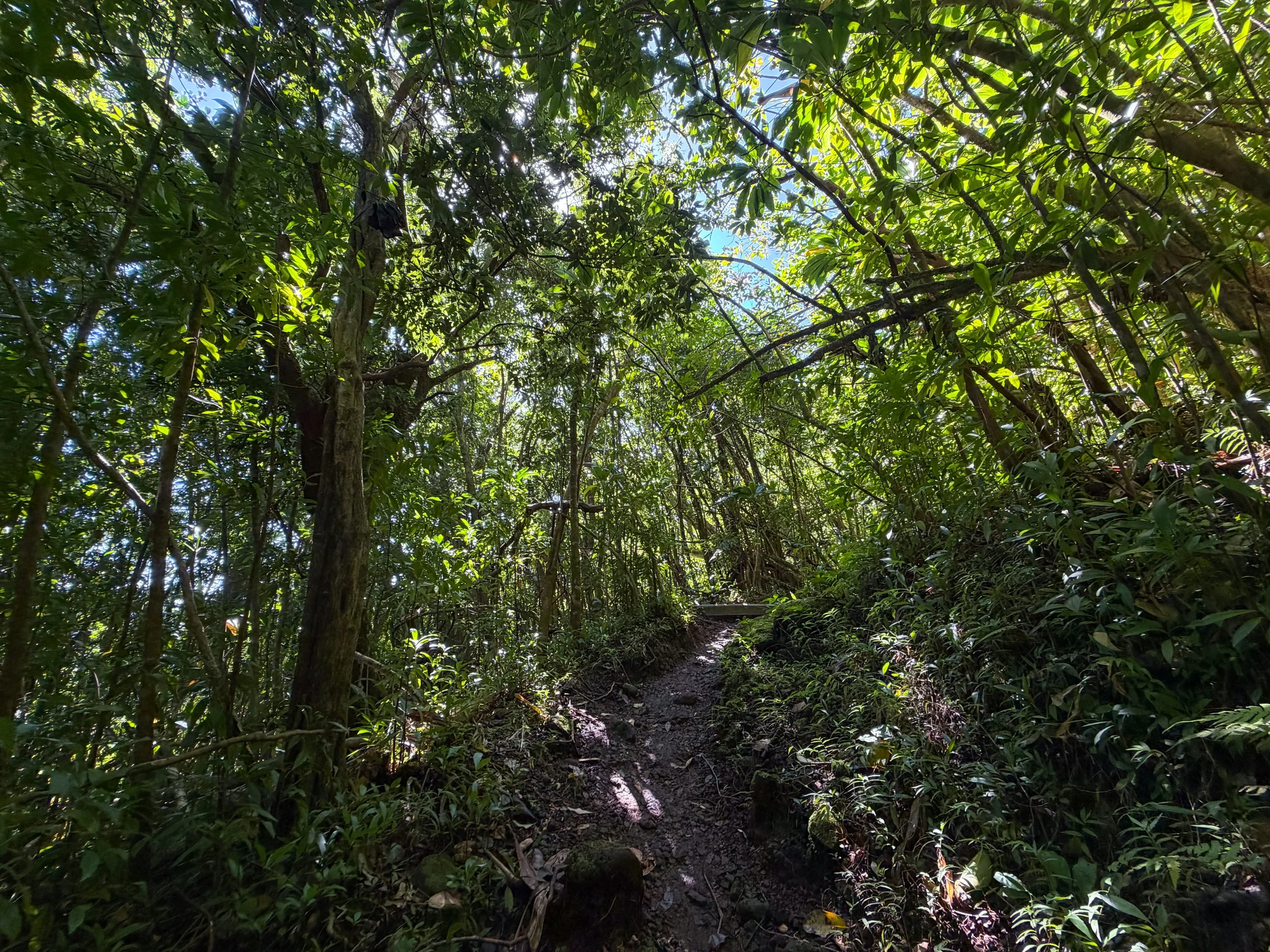 Aihualama to Pauoa Flats Trail Oahu Hawaii