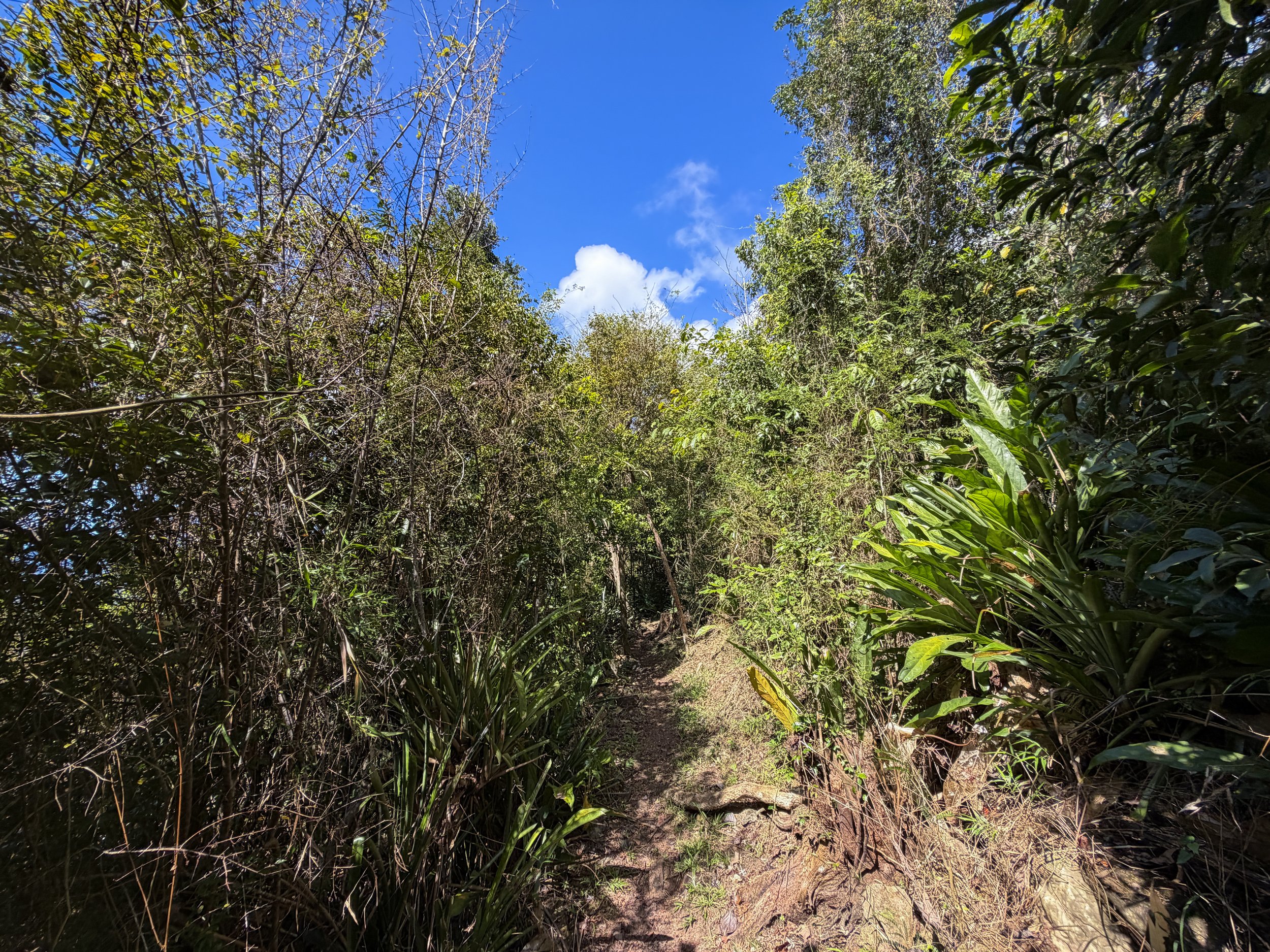 Caneel Hill Trail Virgin Islands National Park