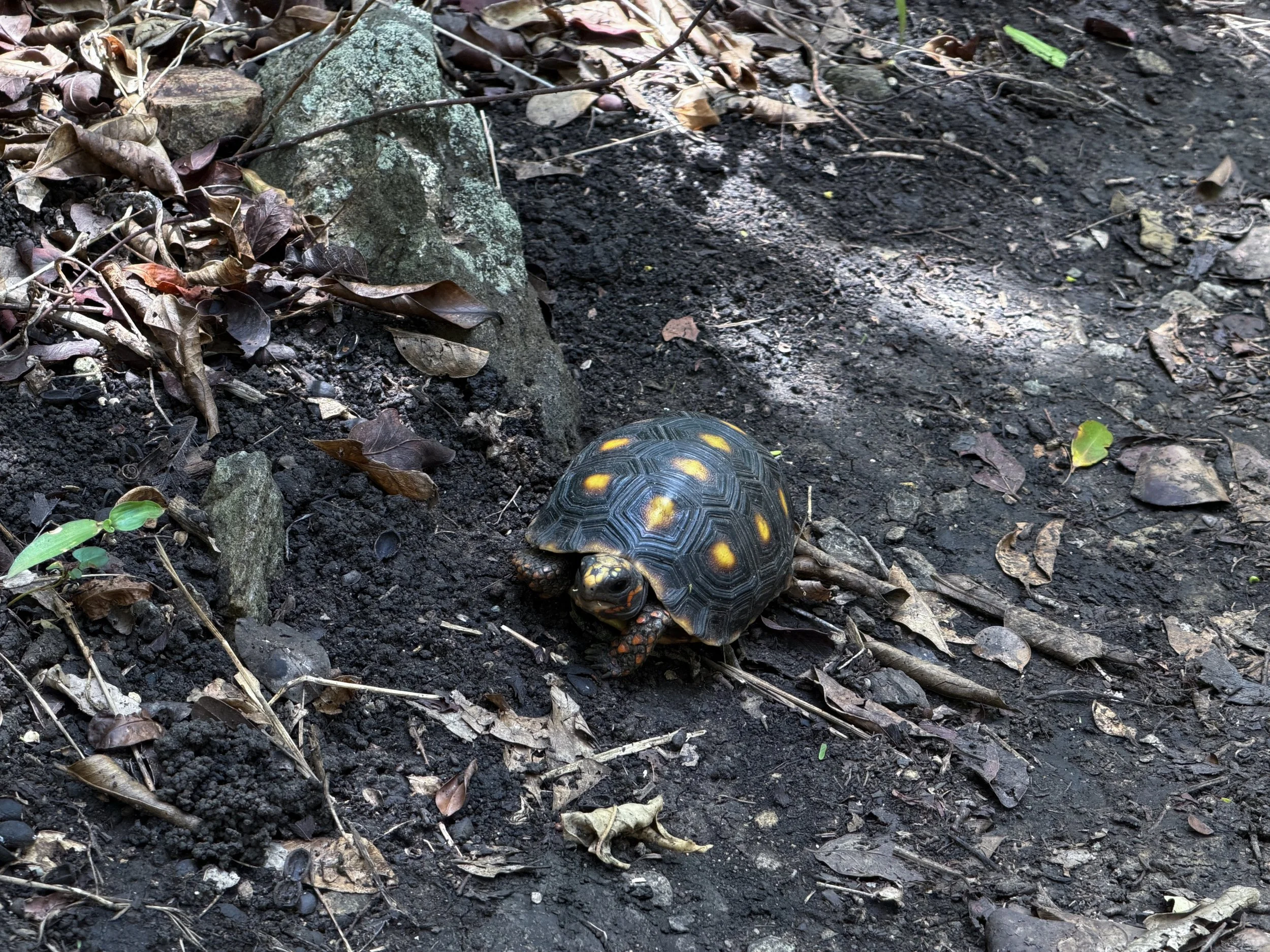 Red-footed Tortoise Chelonoidis carbonaria