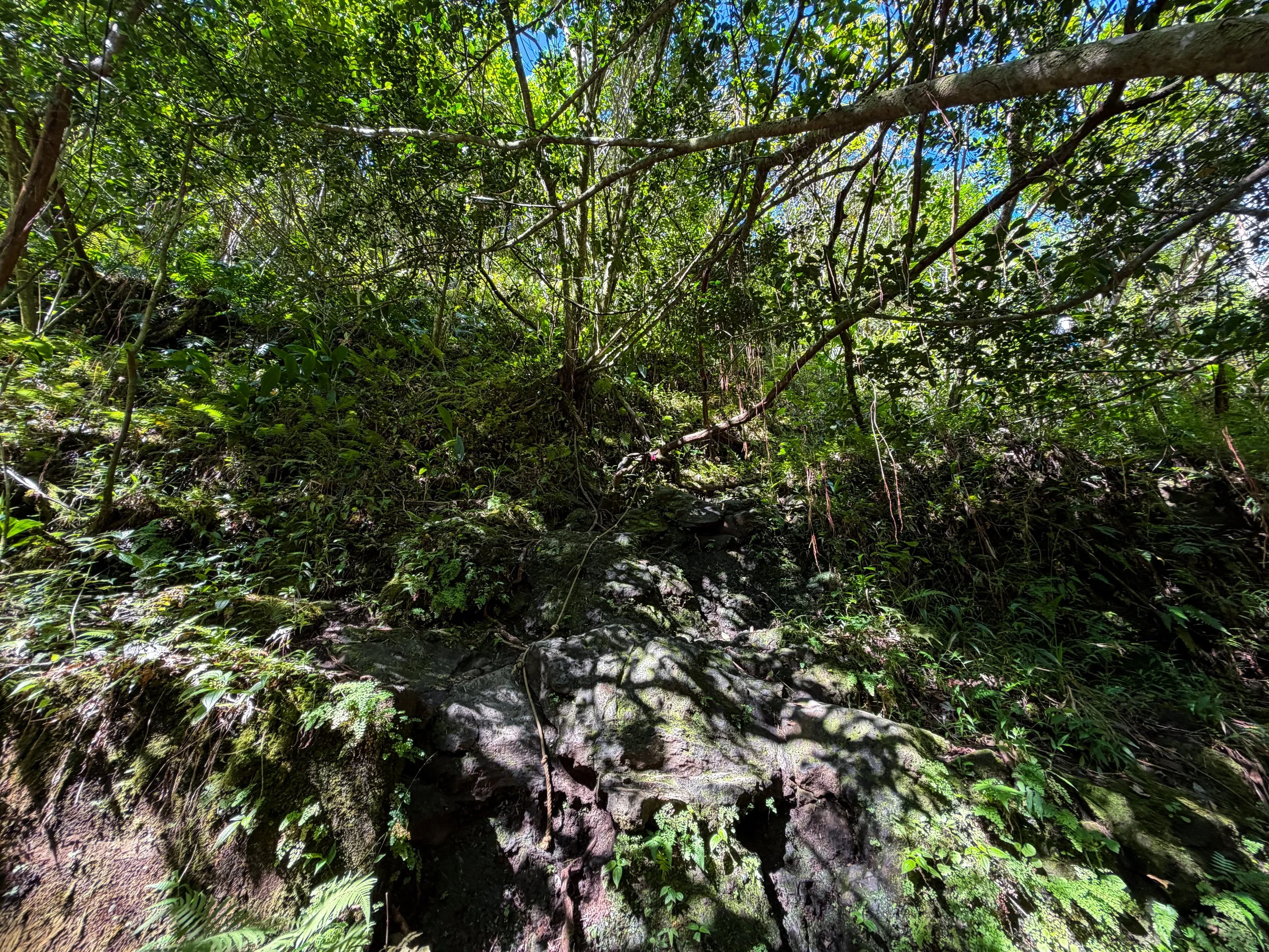 Kaau Crater Trail Ropes Oahu Hawaii