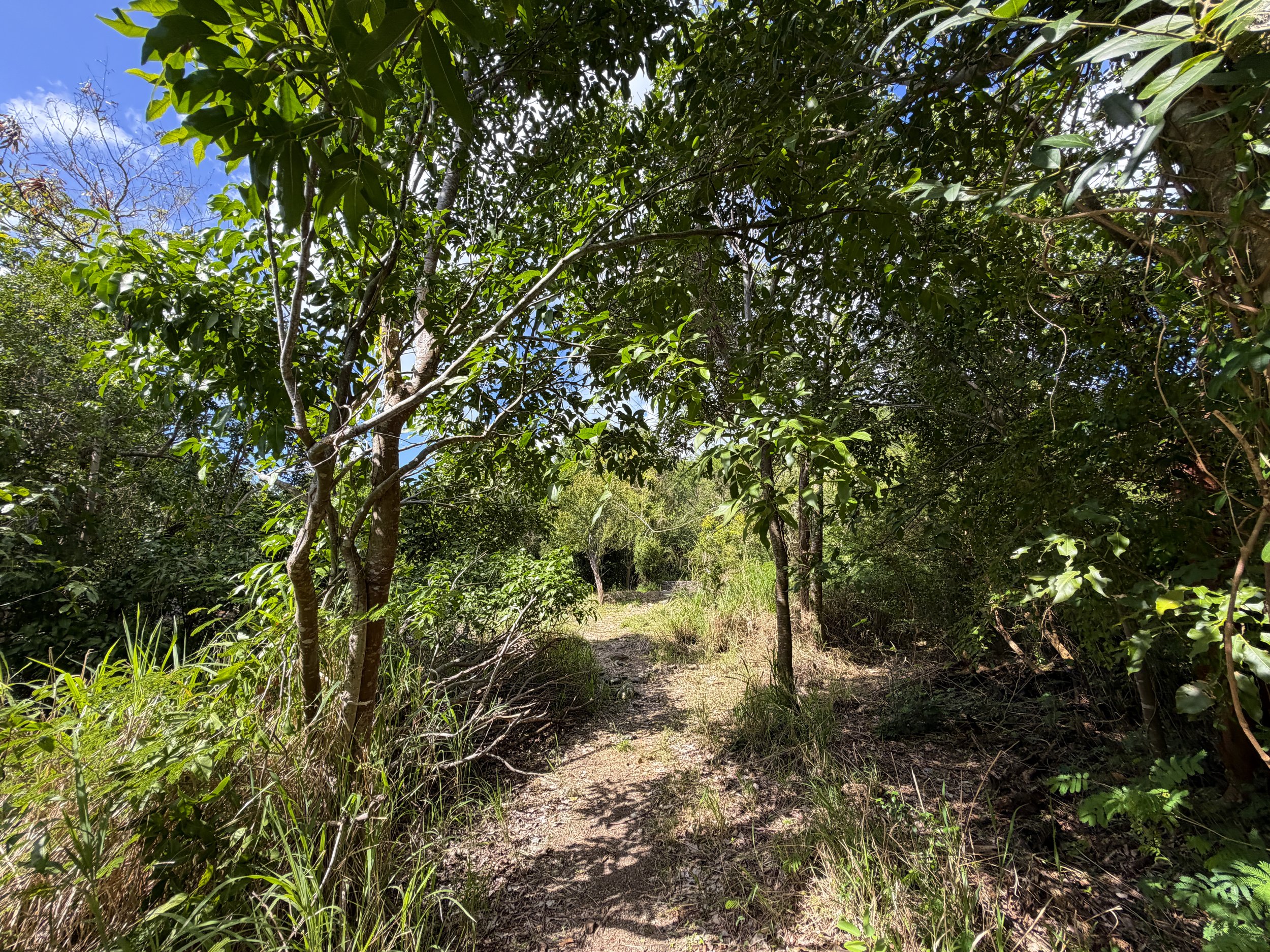 Great Sieben Trail Virgin Islands National Park