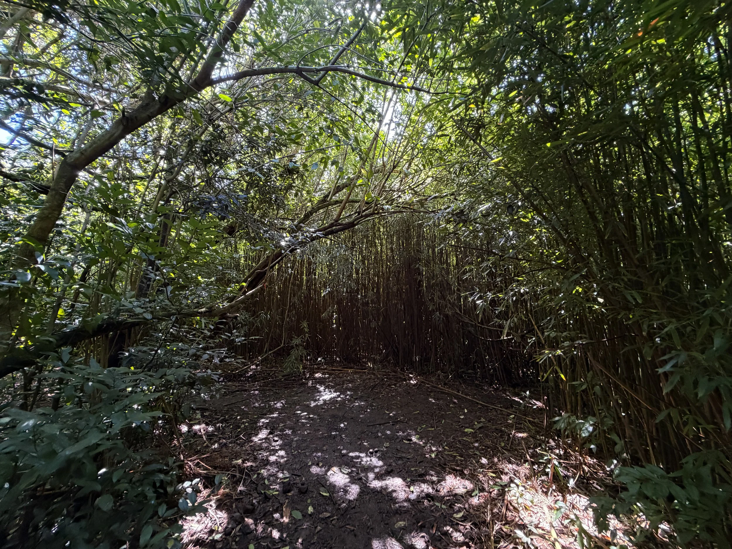 Lulumahu Falls Trail Oahu Hawaii