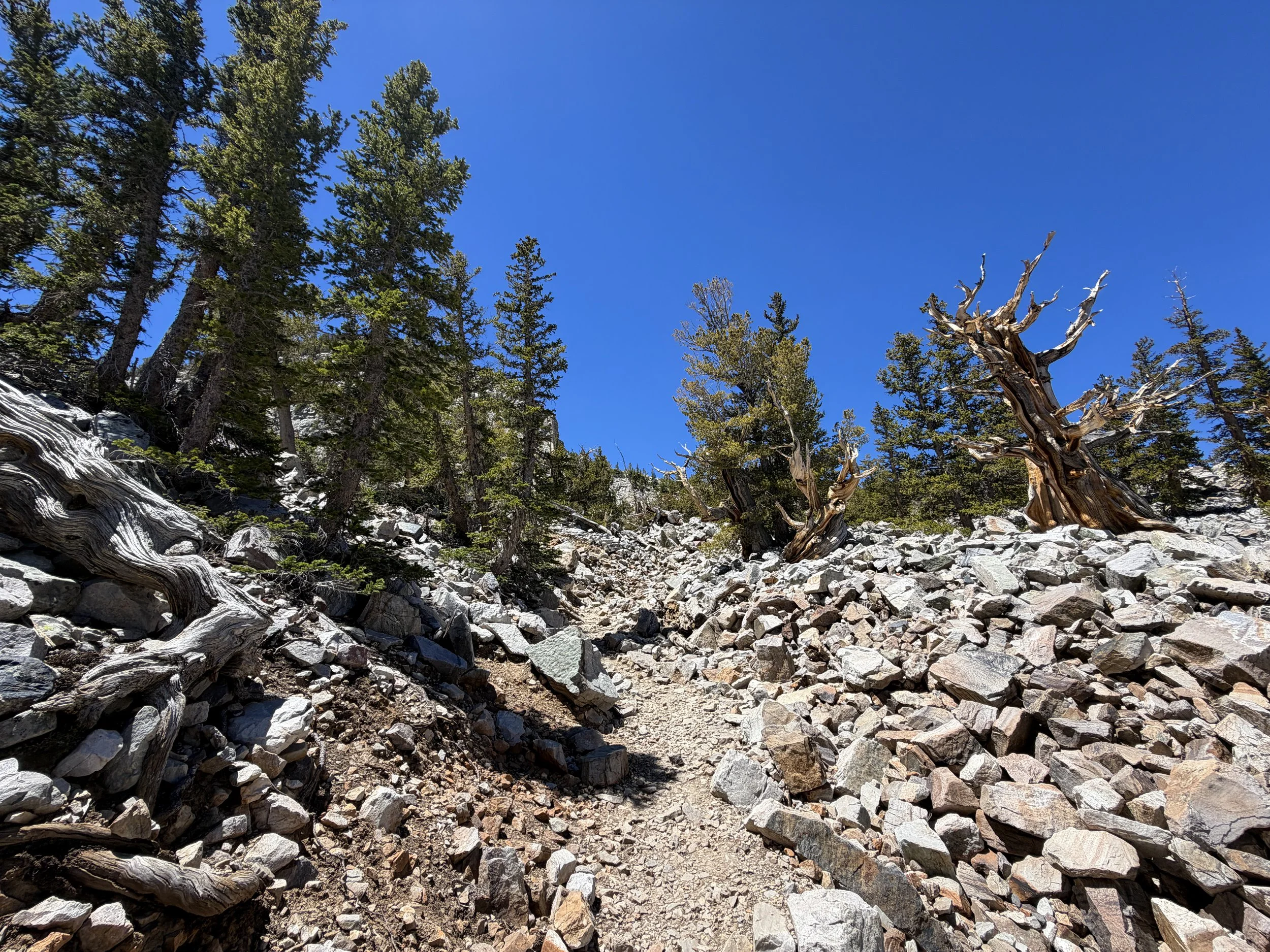 Bristlecone Pine Hike Great Basin National Park Nevada