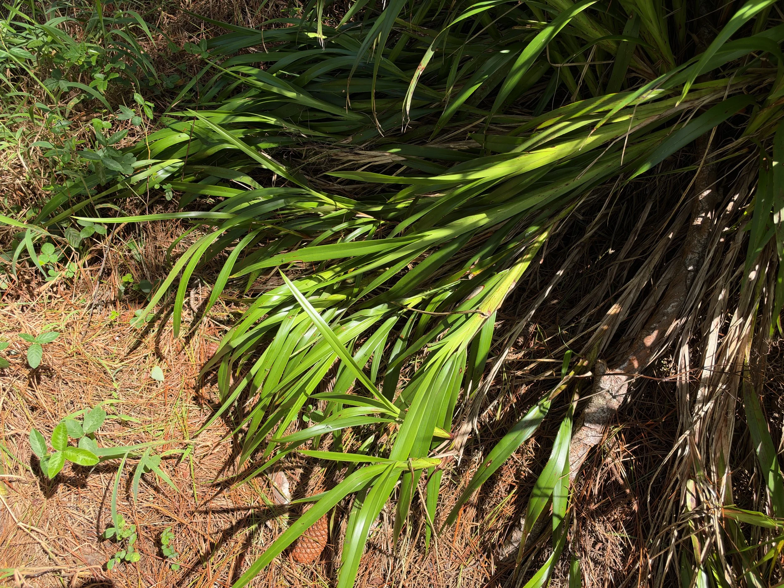 Ukiuki Dianella sandwicensis