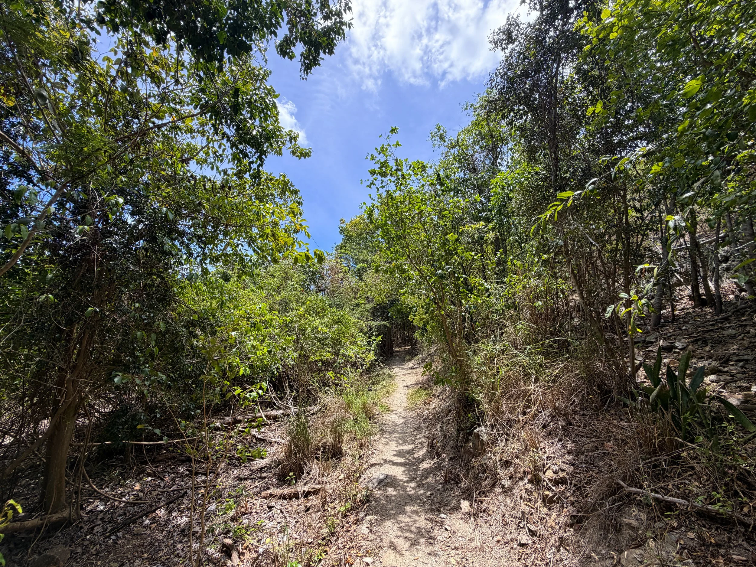 Reef Bay Trail Virgin Islands National Park