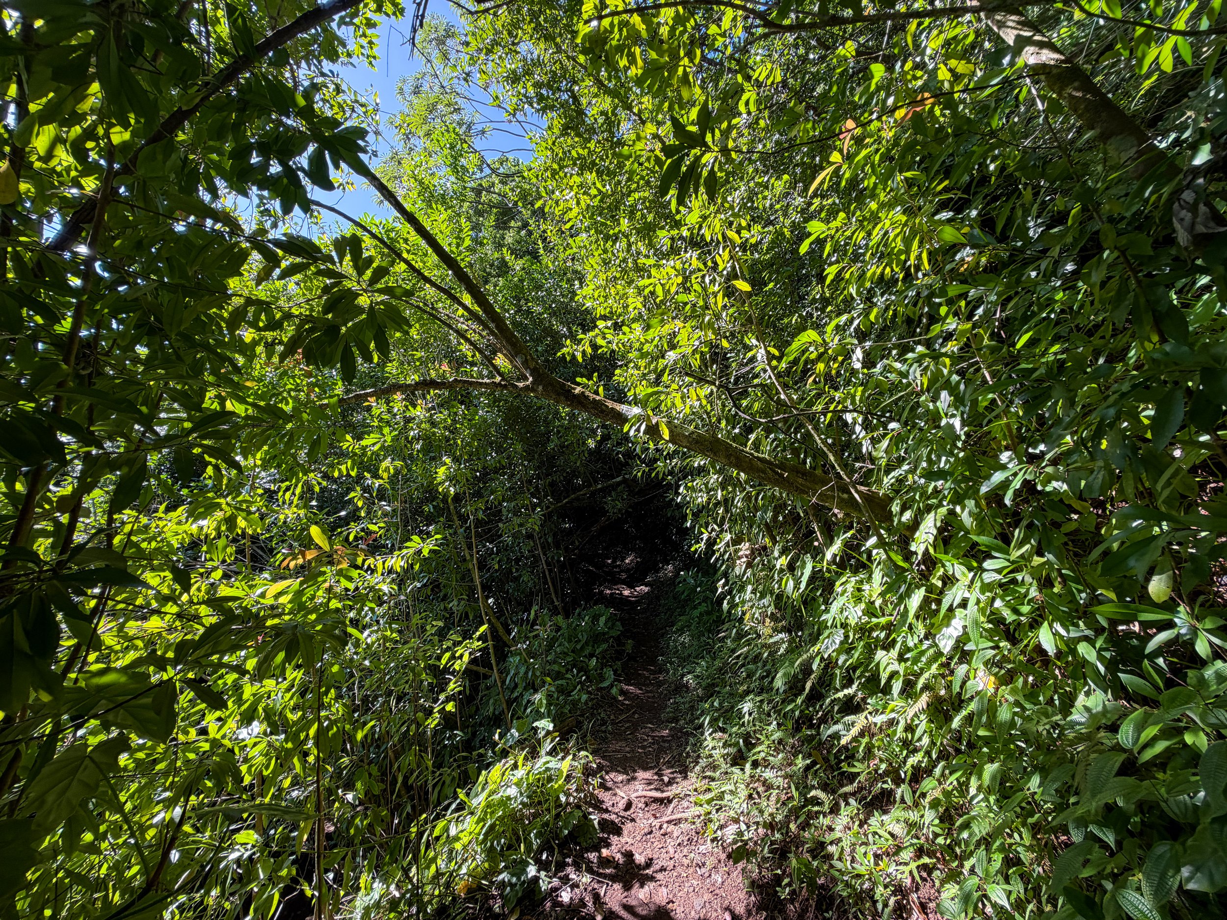 Aihualama Hike Oahu Hawaii