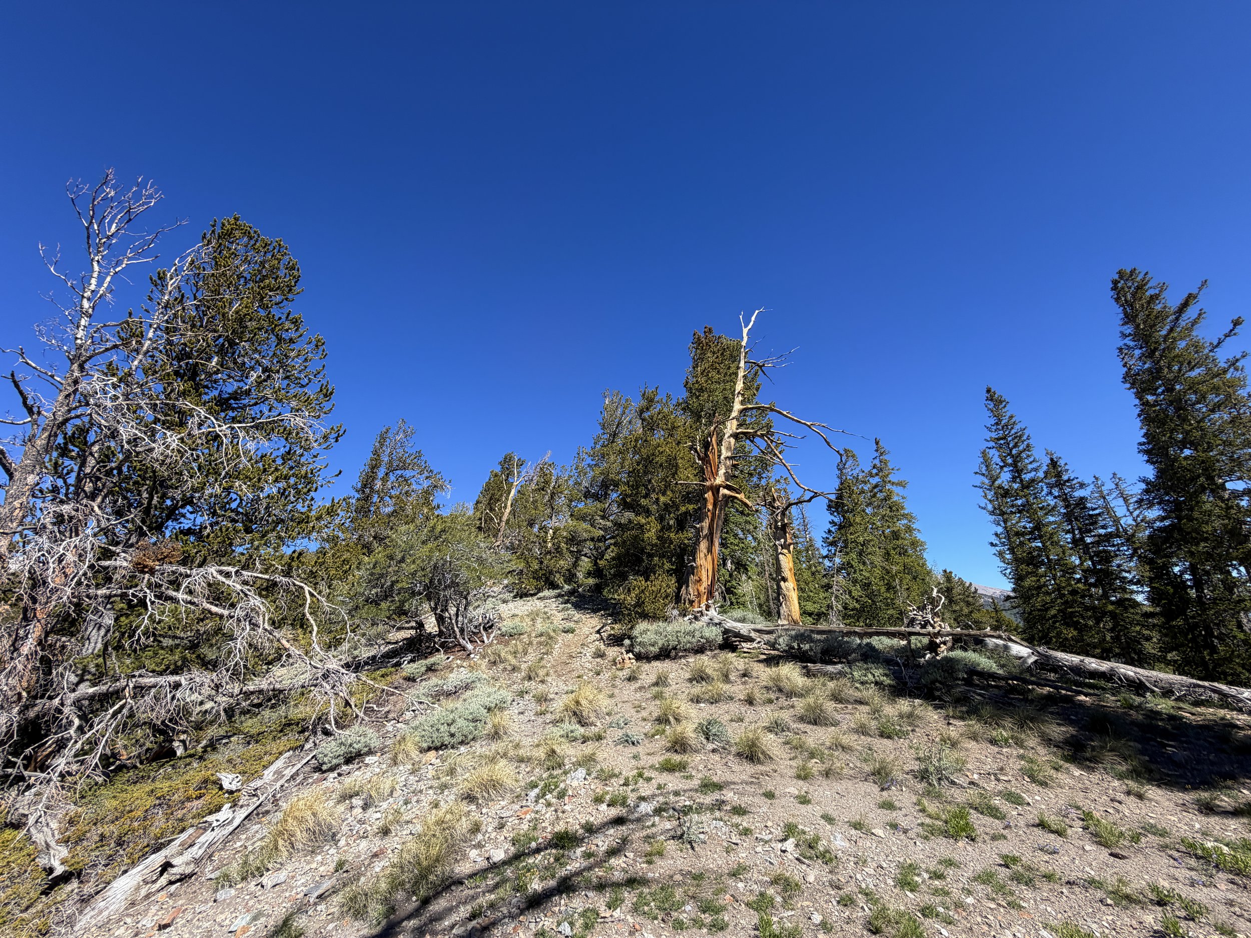 Snake Divide Hike Great Basin National Park Nevada