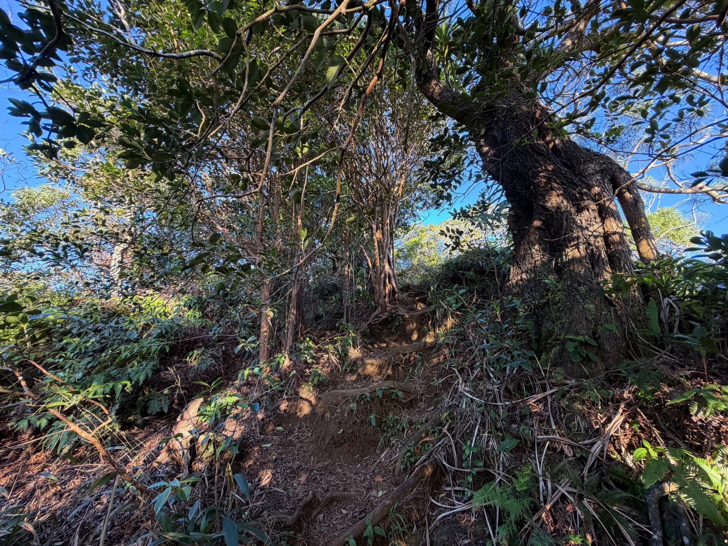 Back Way to Stairway to Heaven Moanalua Middle Ridge Trail Oahu Hawaii