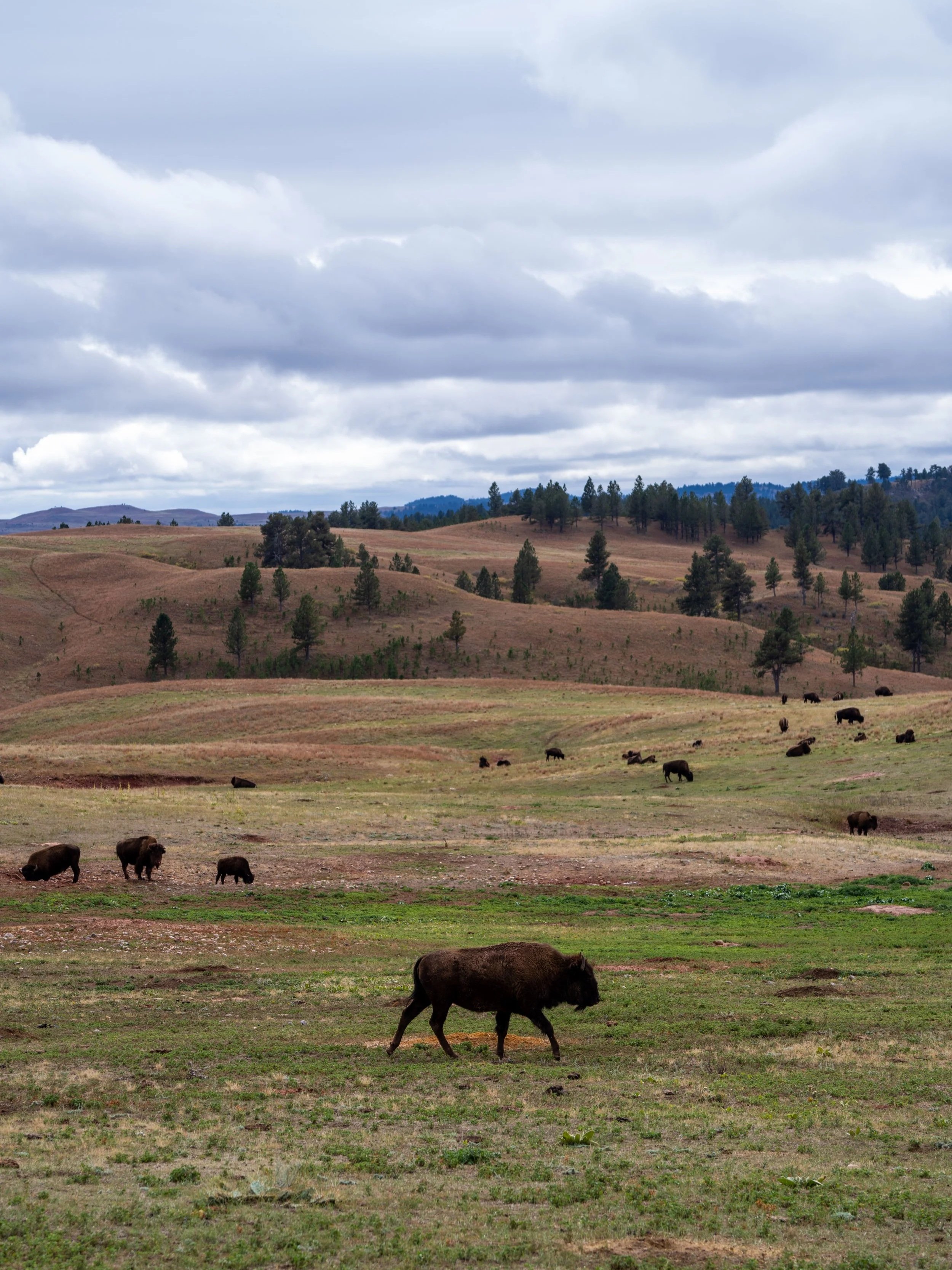 Highland Creek Trail Wind Cave National Park