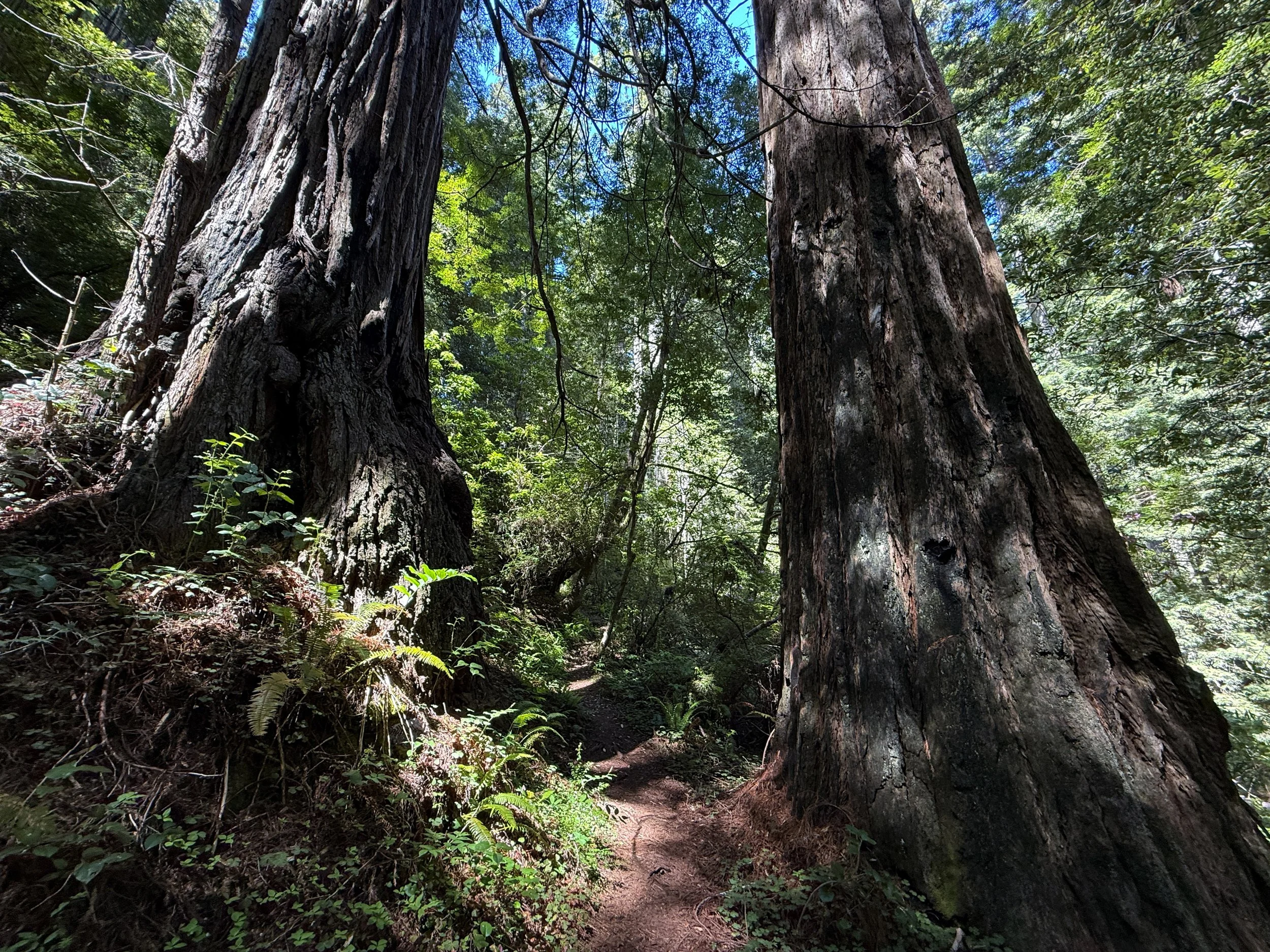 Hope Creek-Ten Taypo Trail Prairie Creek Redwoods State Park California