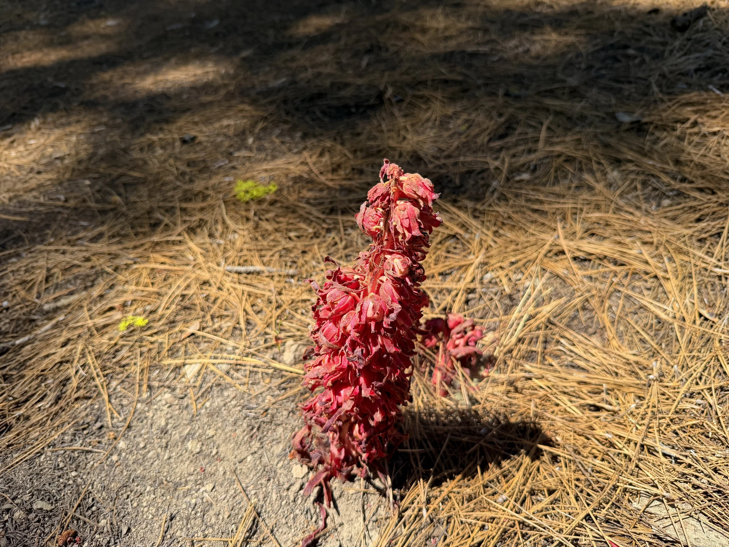 Snow Plant Sarcodes sanguinea