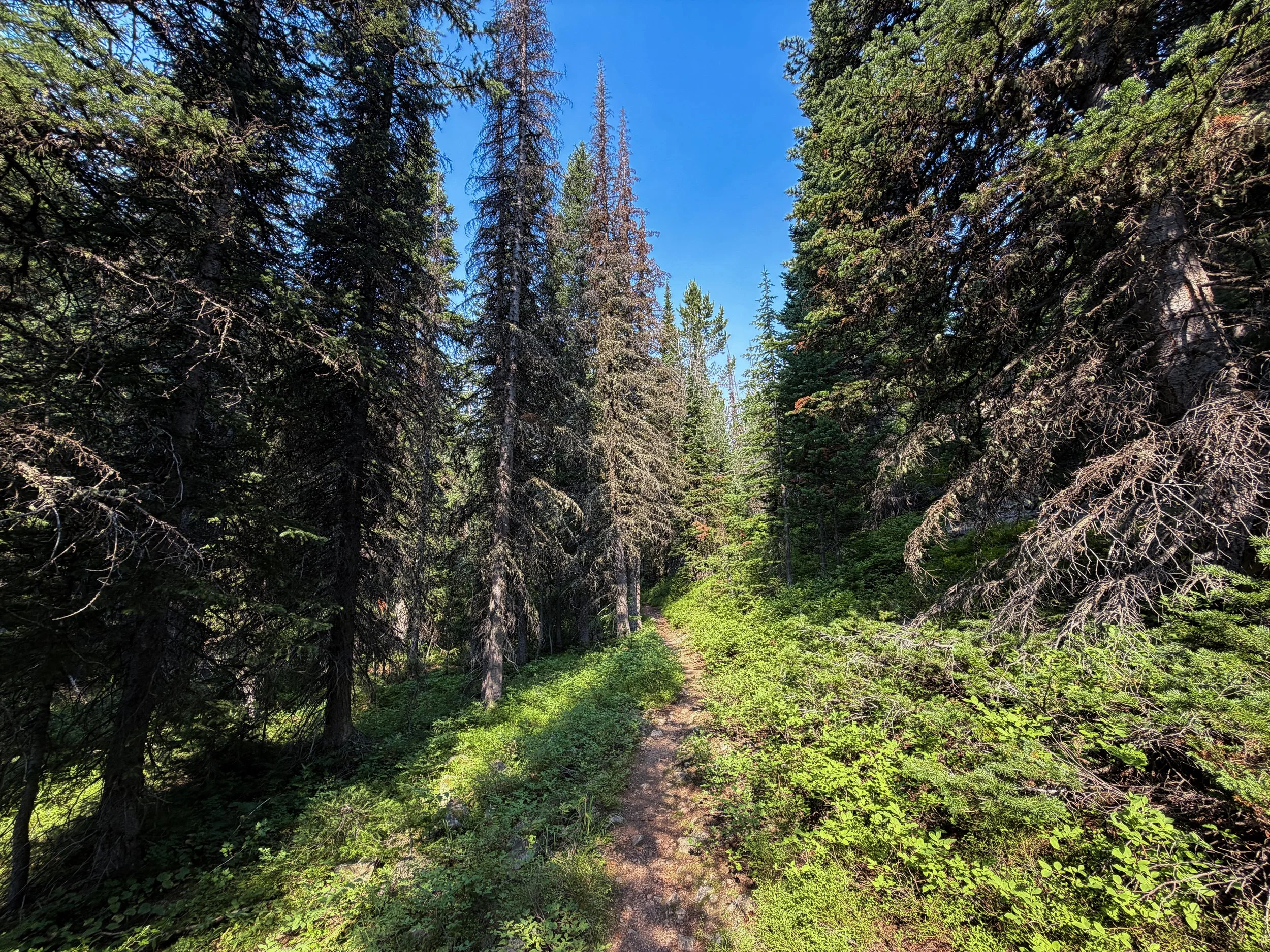 East Rosebud Trail The Beaten Path Beartooth Mountains Montana