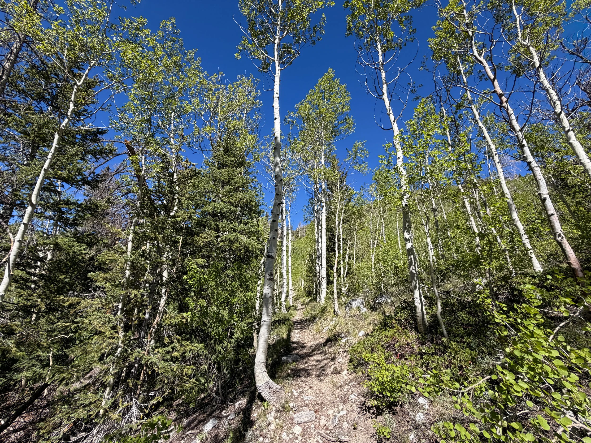 Baker Lake Trail Great Basin National Park Nevada