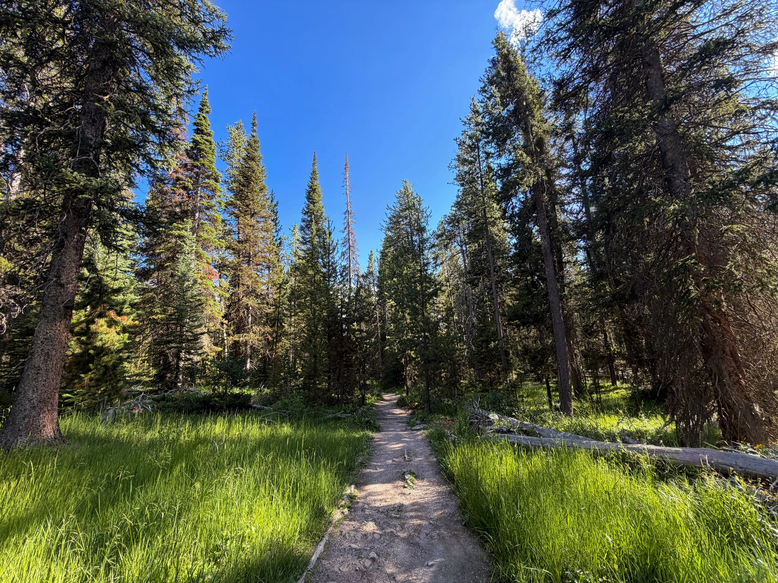 Observation Point Loop Trail Yellowstone National Park Wyoming