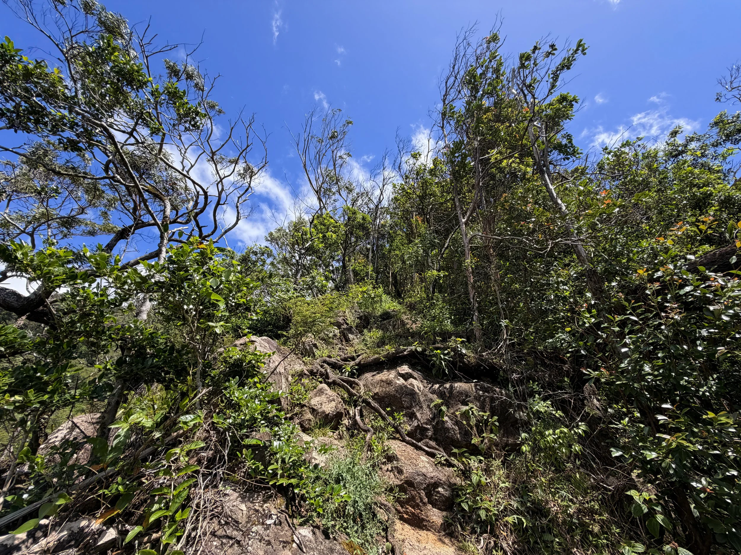Moanalua Valley to Tripler Ridge Trail Oahu Hawaii
